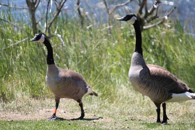canada geese pair in river park