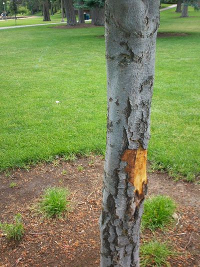 slackline-tree-damage-1-400px