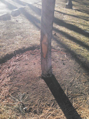 slackline-tree-damage-3-400px