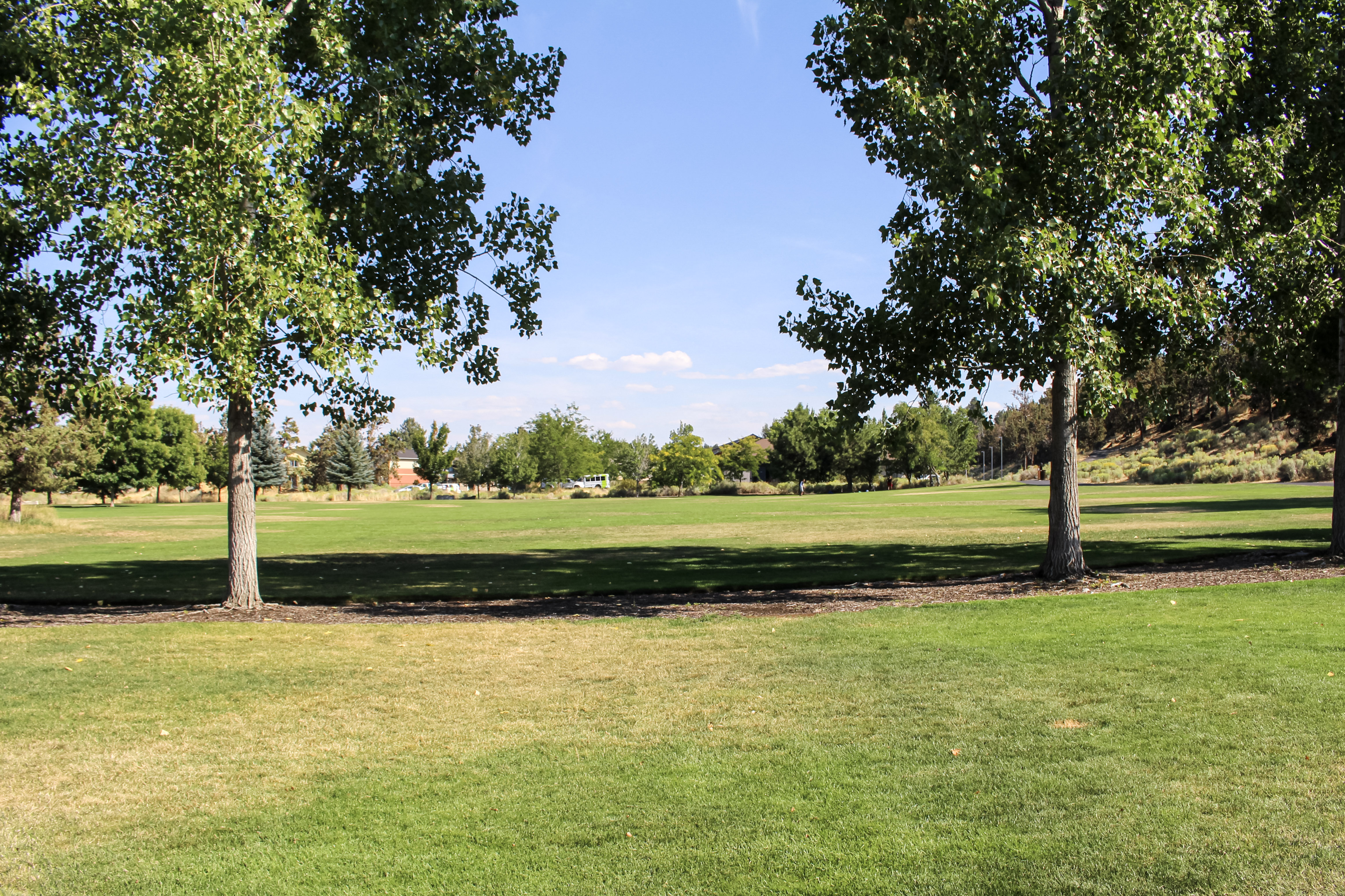 open lawn surrounded by mature trees at al moody park
