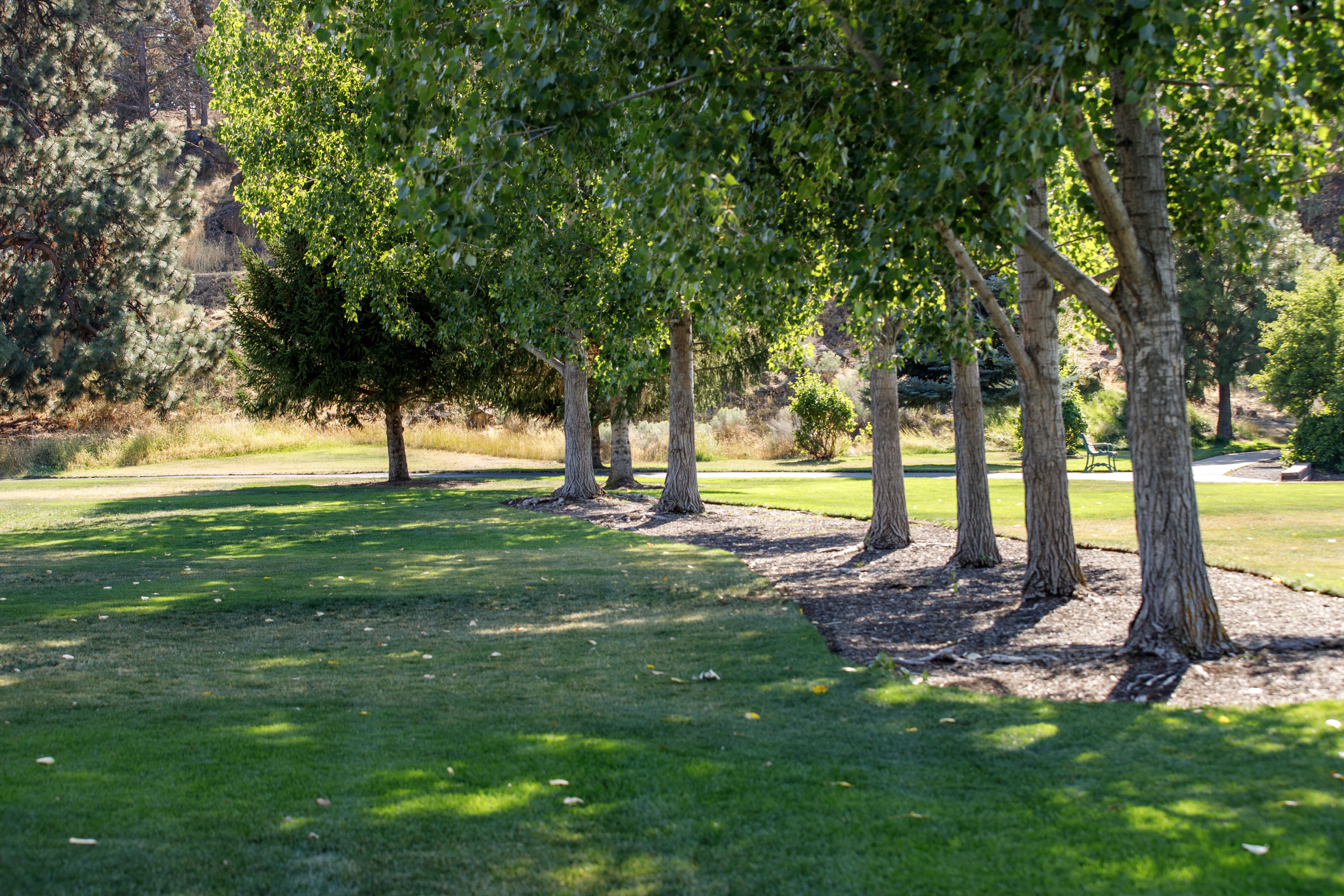 shaded greens space and mature trees at al moody park