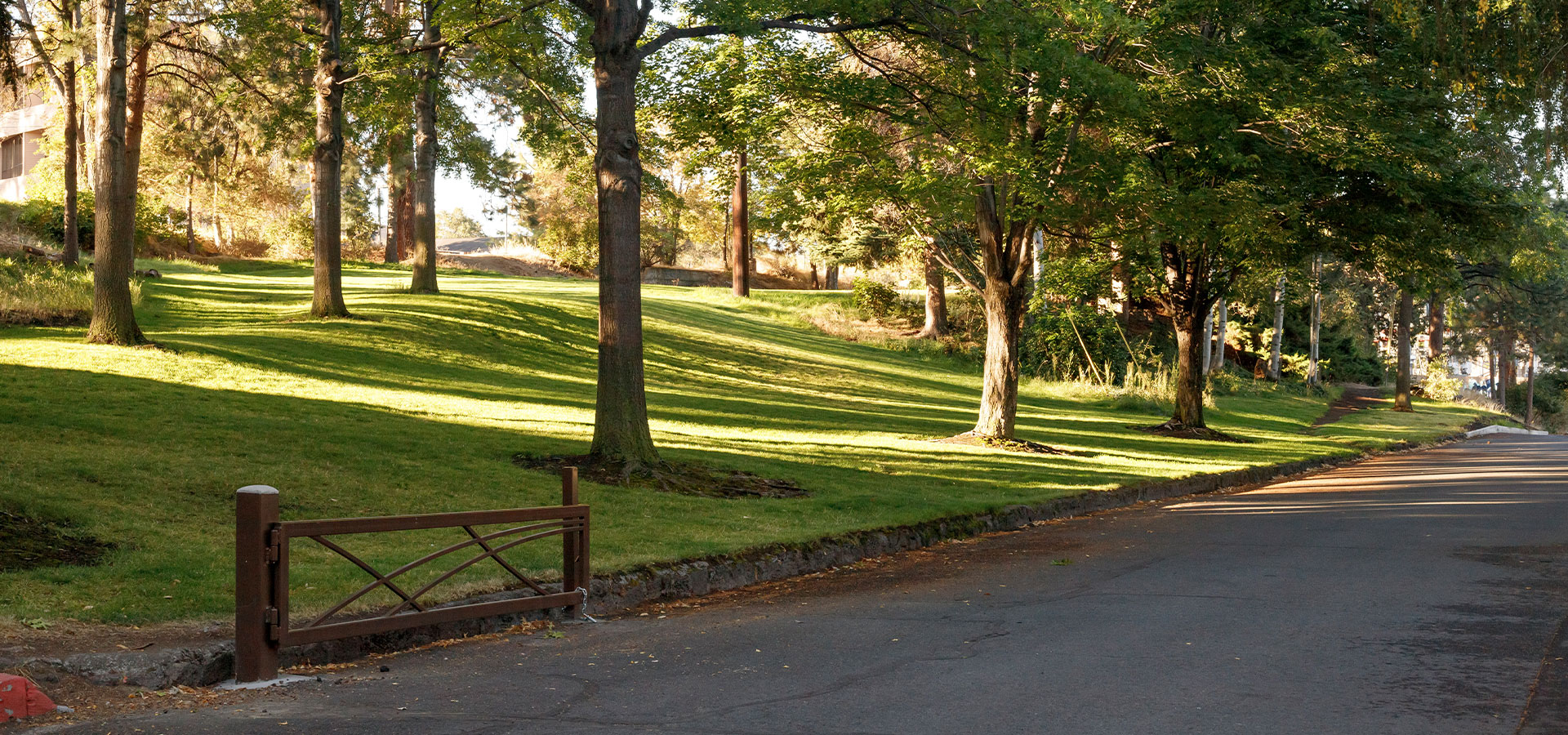 Sunlight piercing through the trees onto the grass at Pacific Park