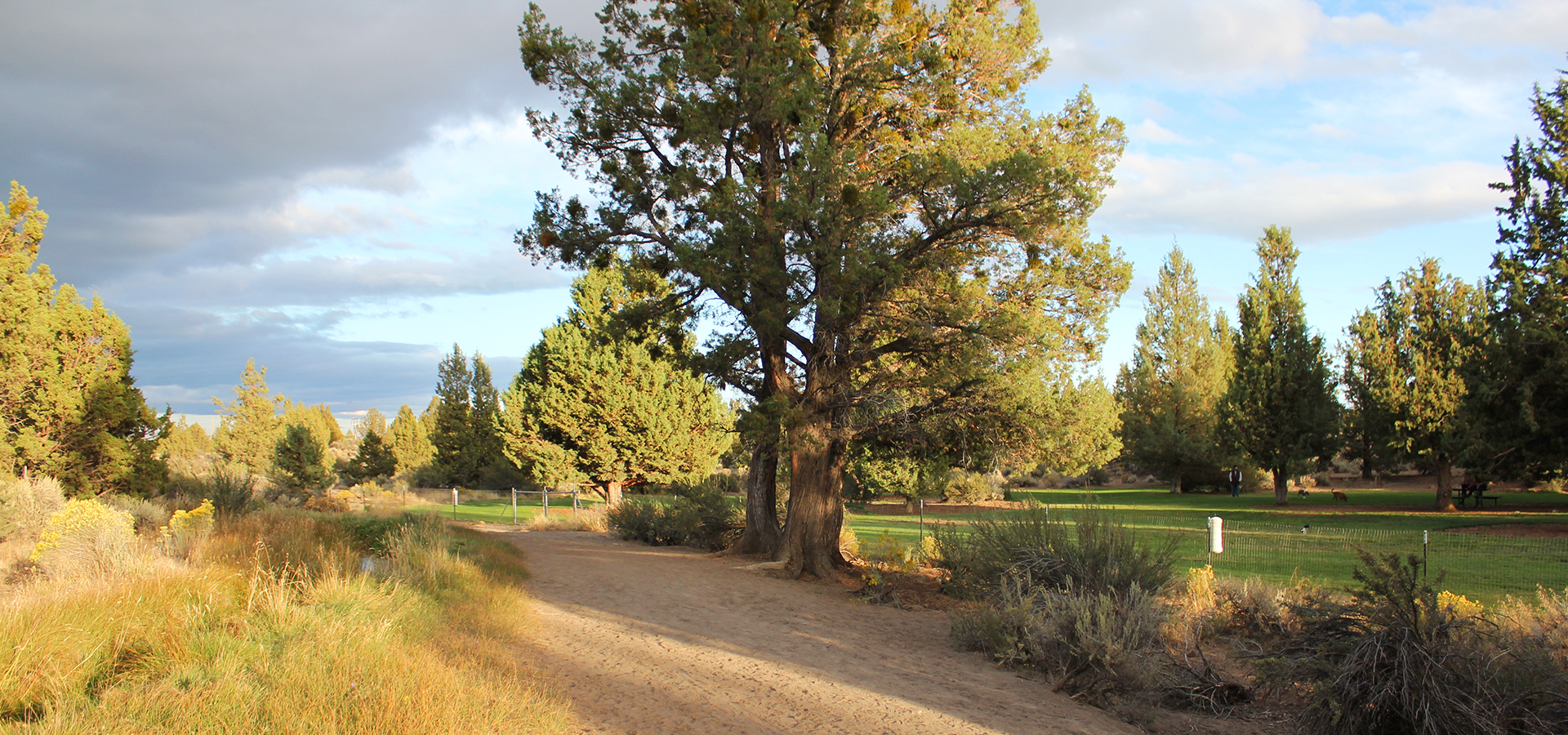 The off-leash dog area at Big Sky Park.