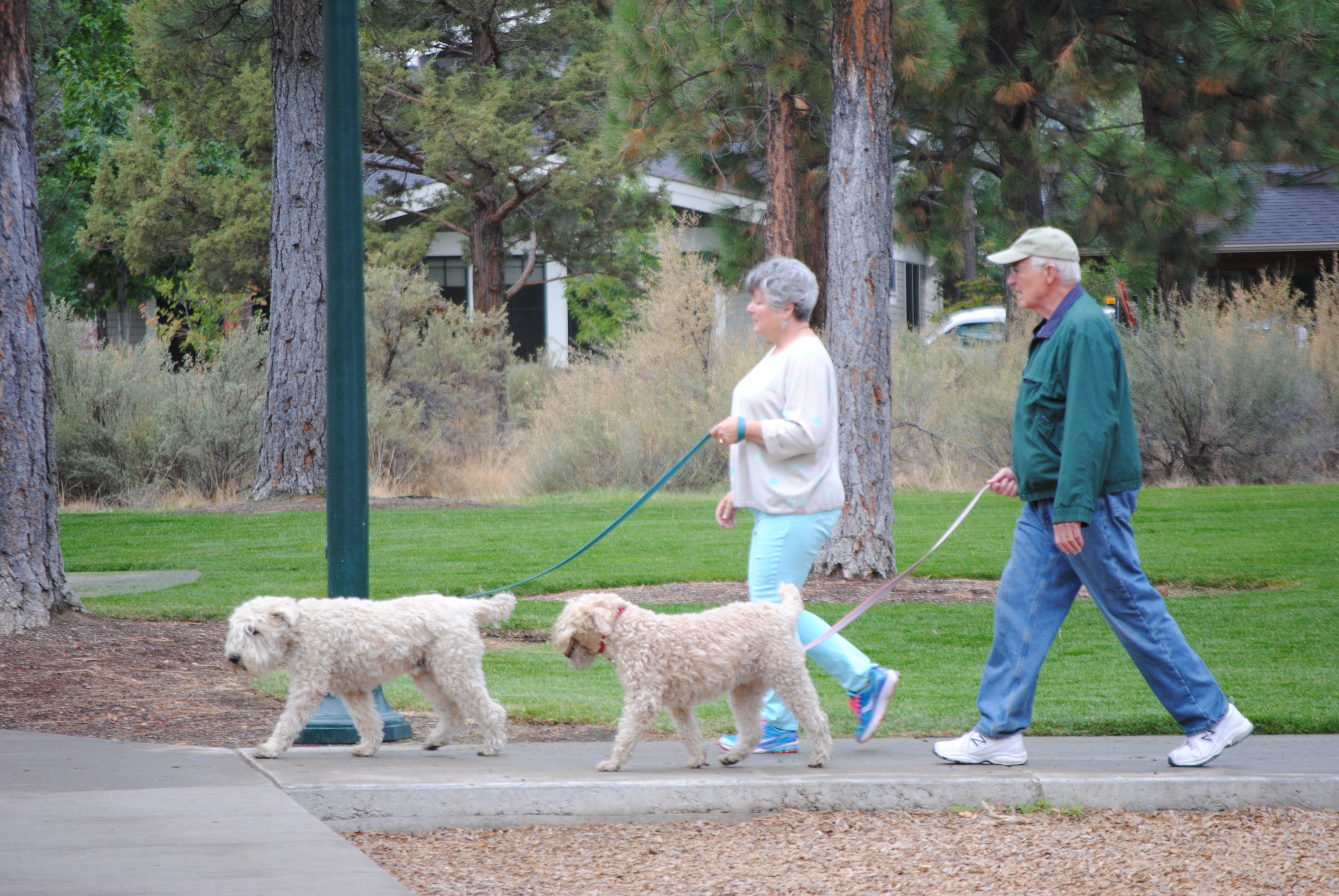 two elderly people walking dogs at compass park