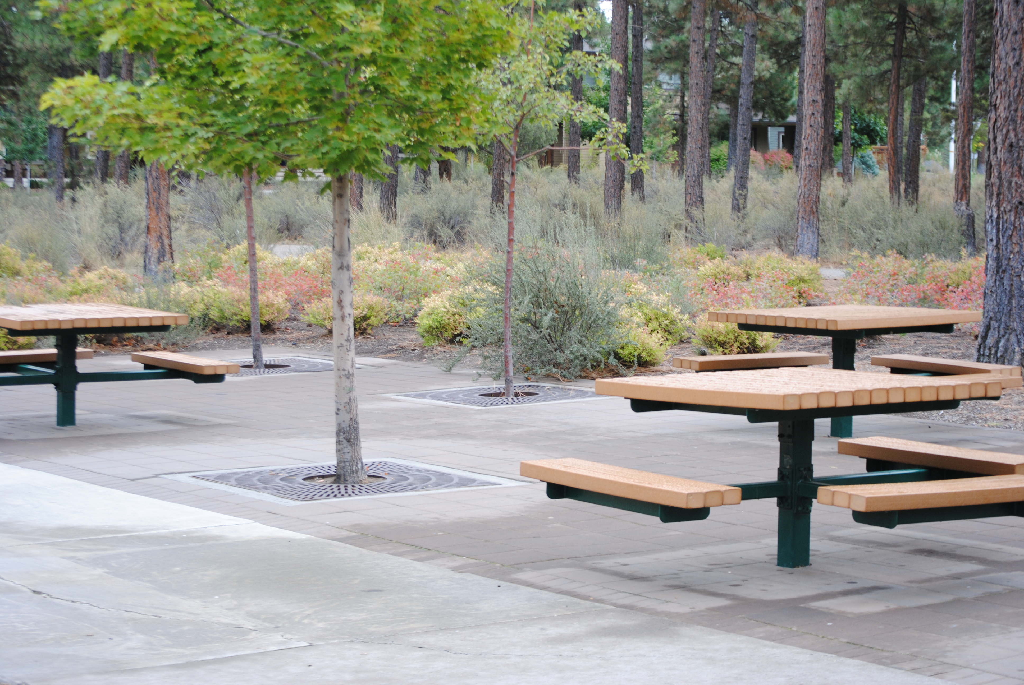 the picnic tables at compass park