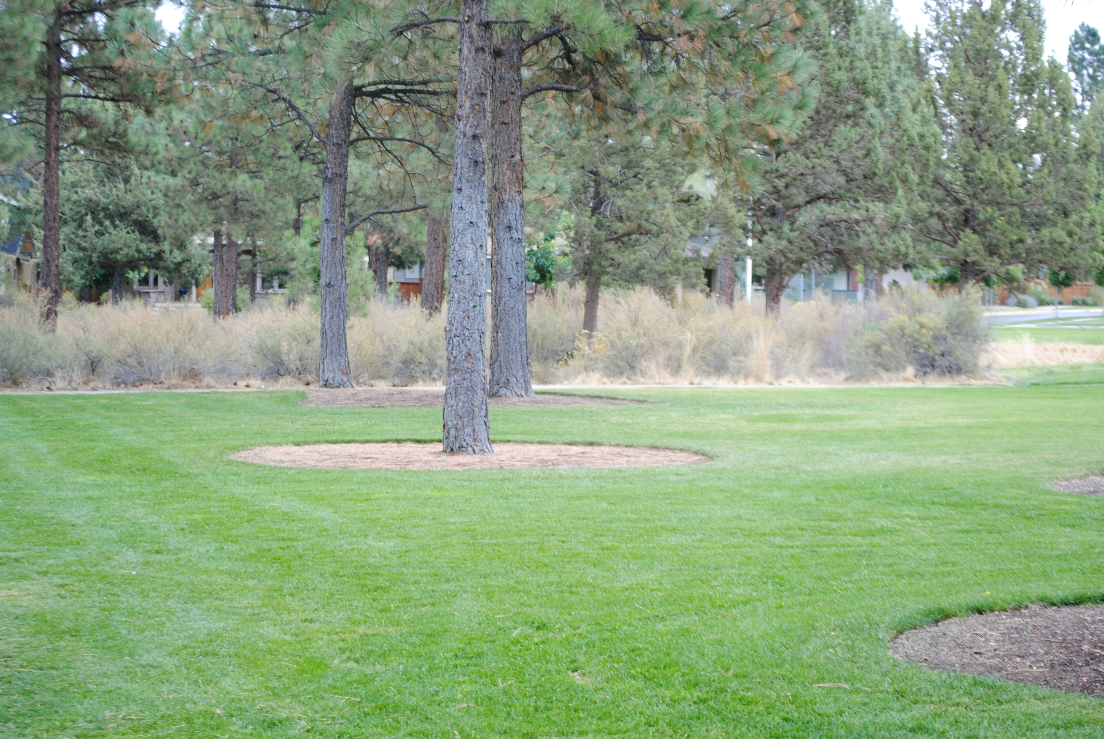 some trees in a grassy area