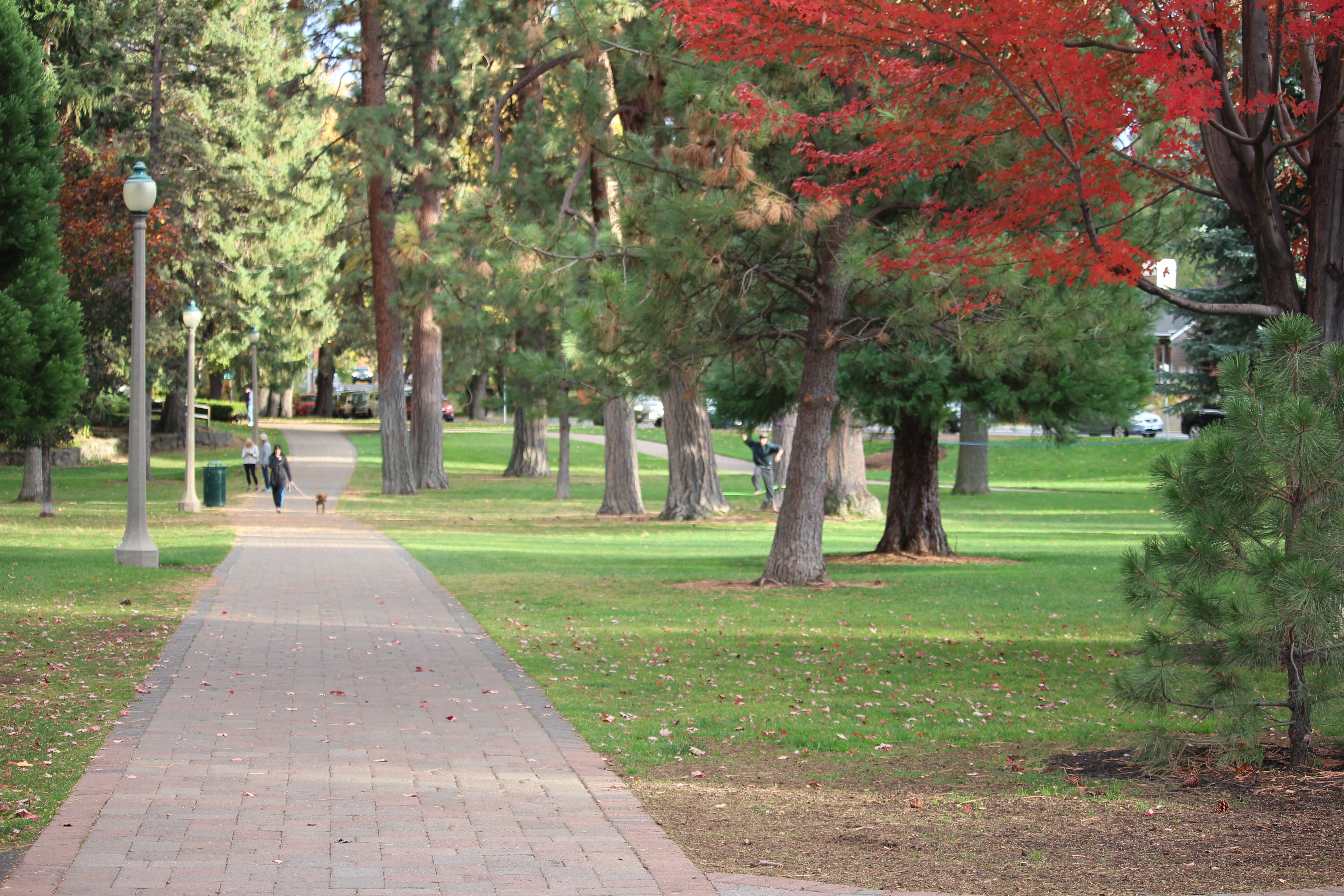 a pathway in the middle of drake park under mature trees
