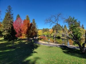 Colorful fall trees along the river at Drake Park