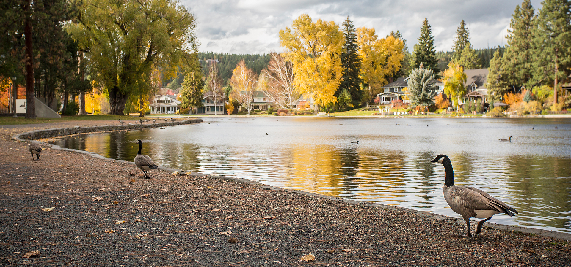 Some geese in front of mirror pond in the fall.