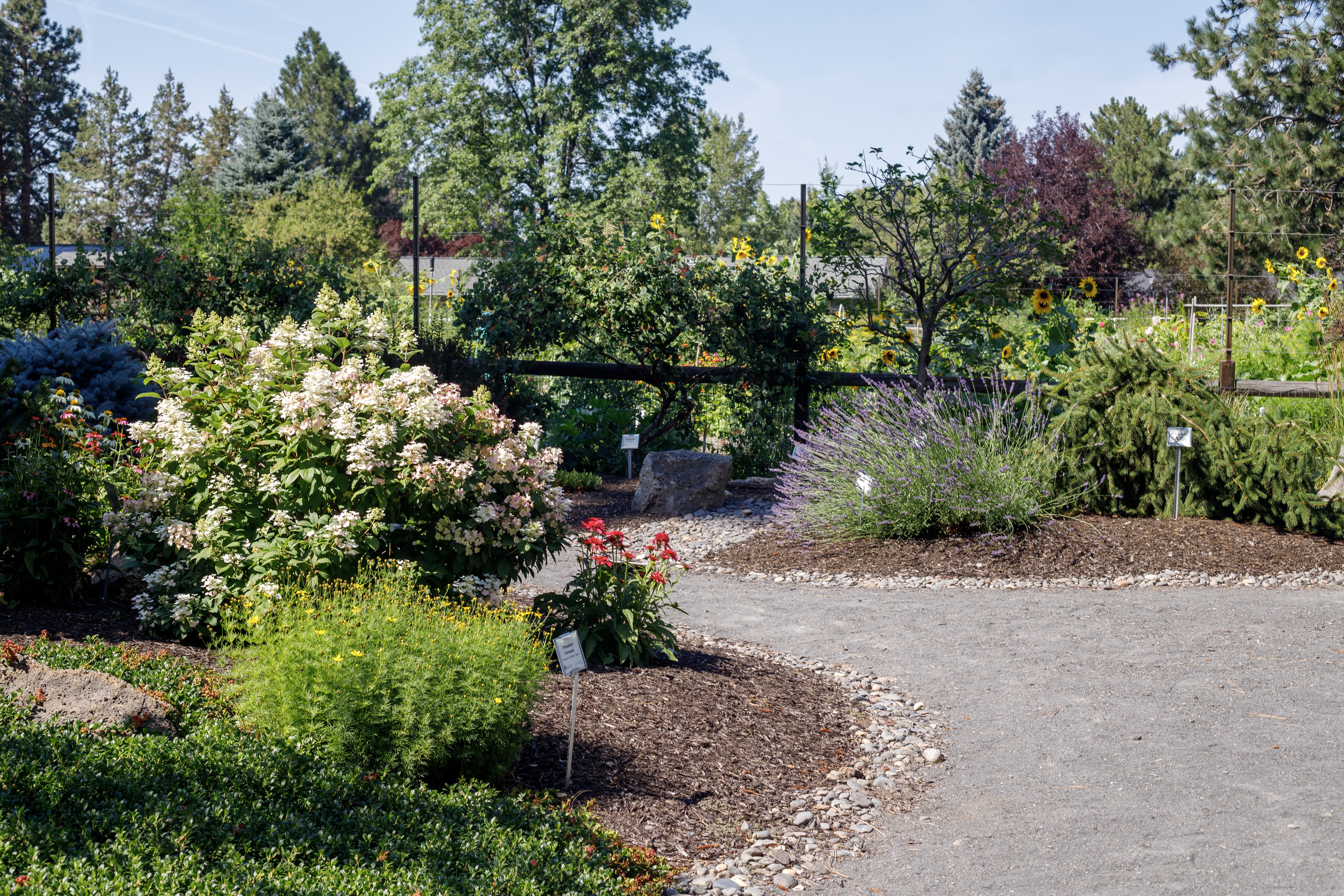 the community garden at hollinshead park