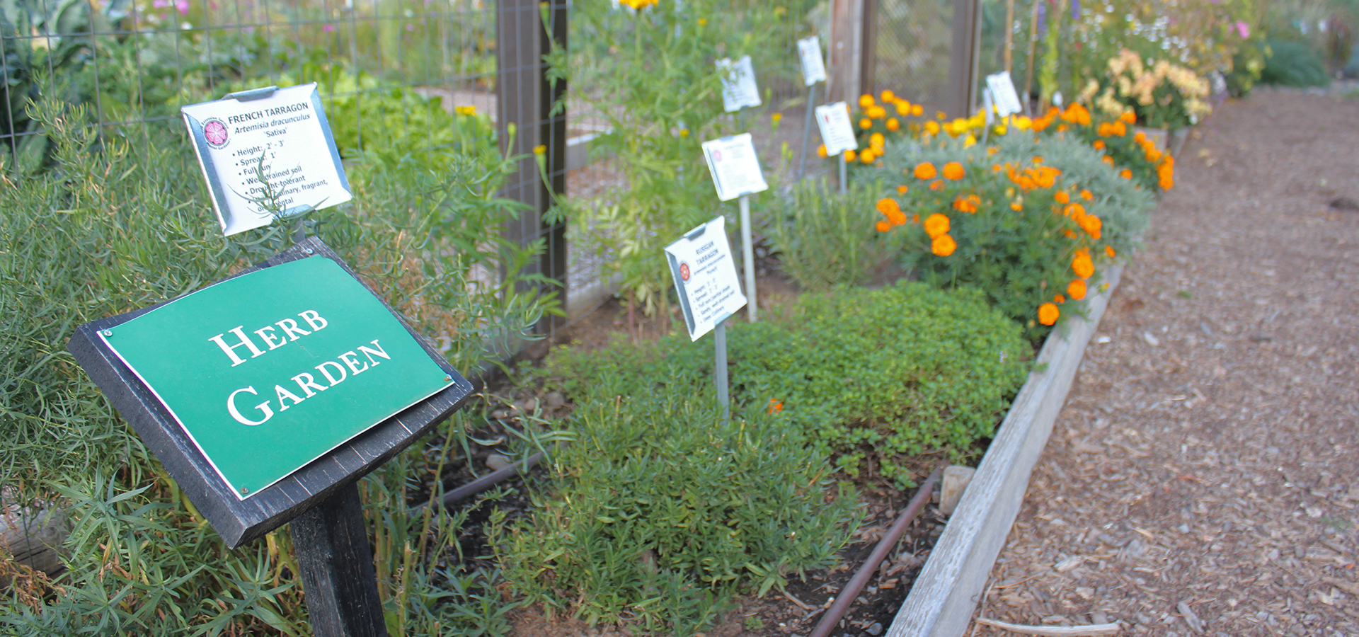 Hollinshead-Community-Garden-Herbs