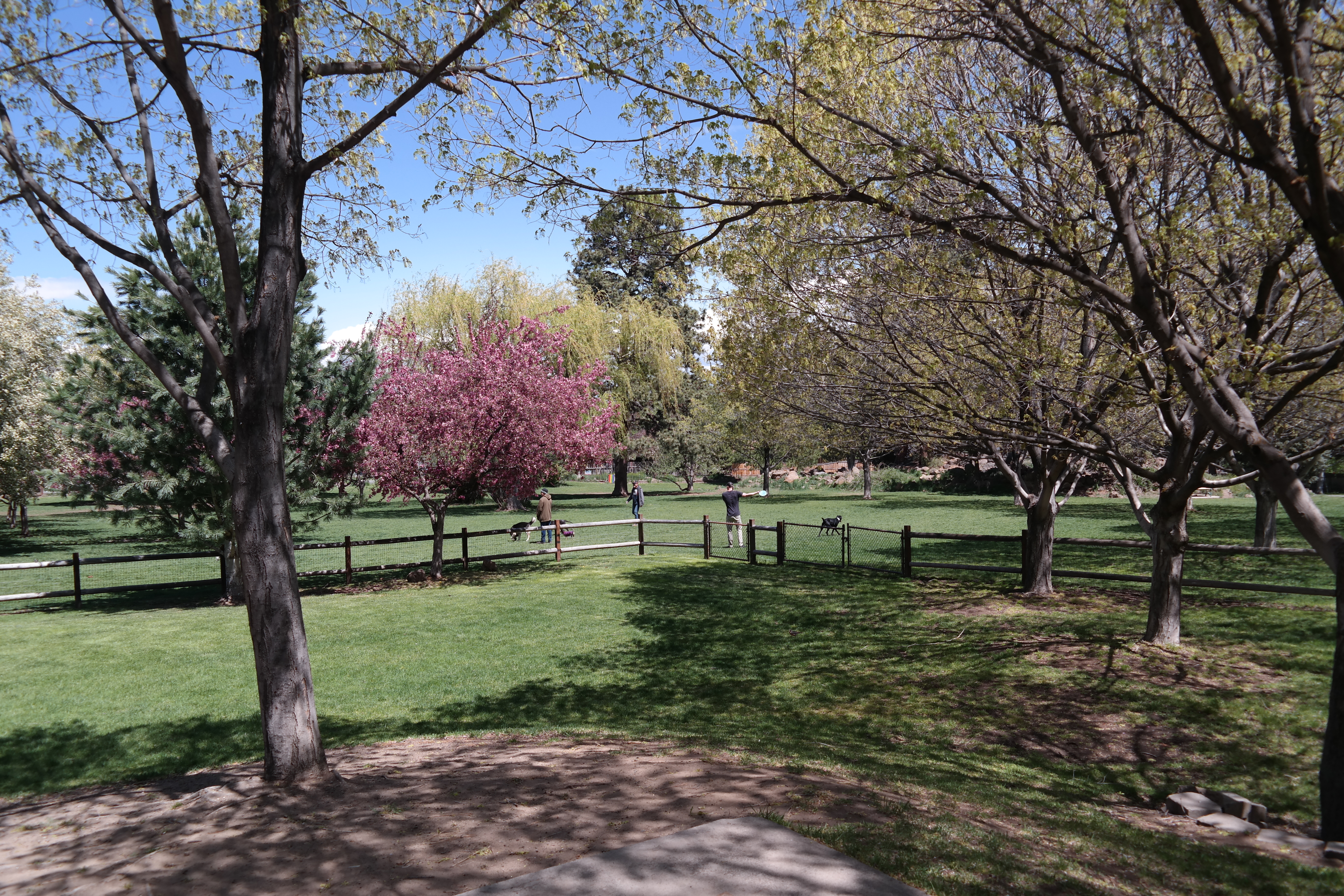 spring trees at hollinshead park