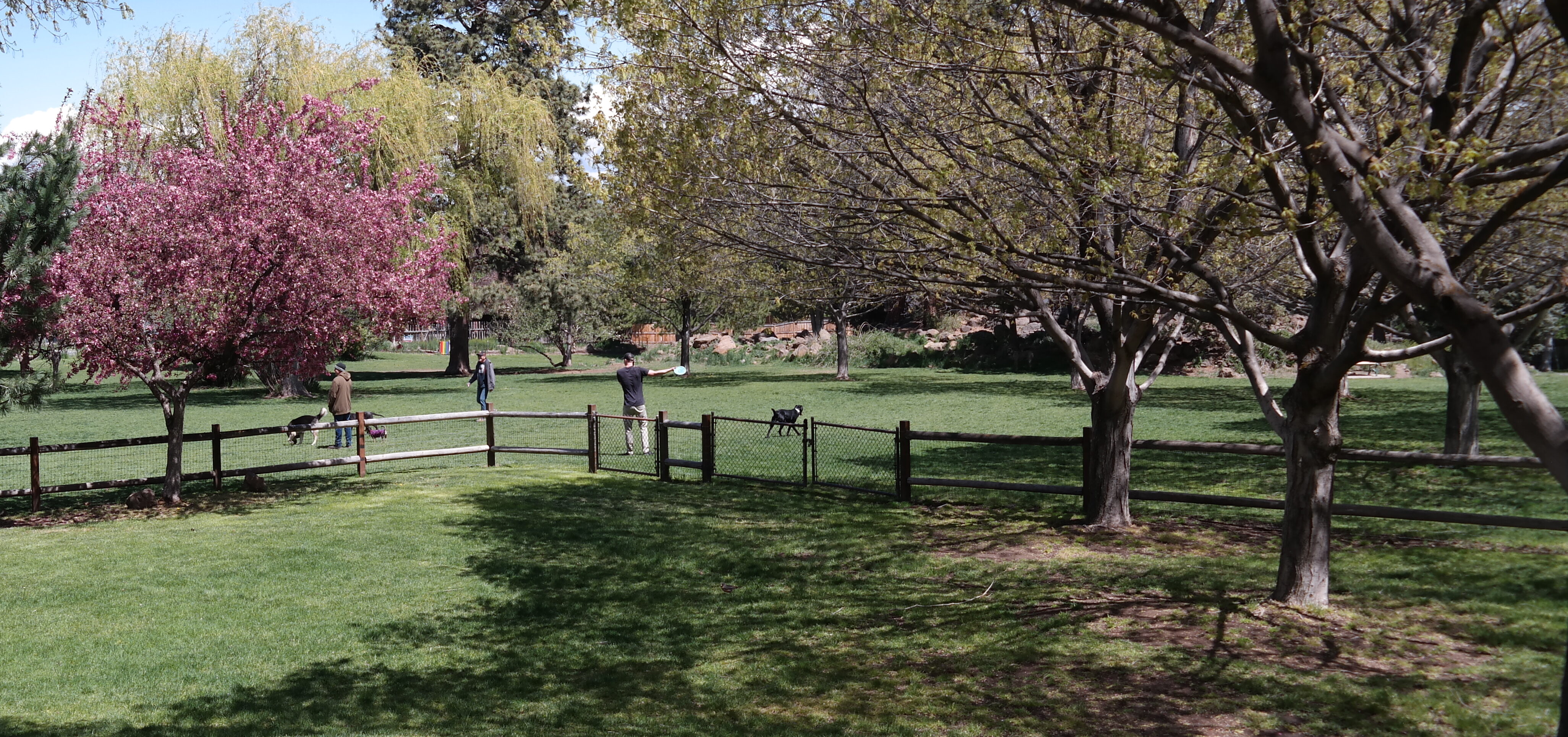 hollinshead park's dog park area