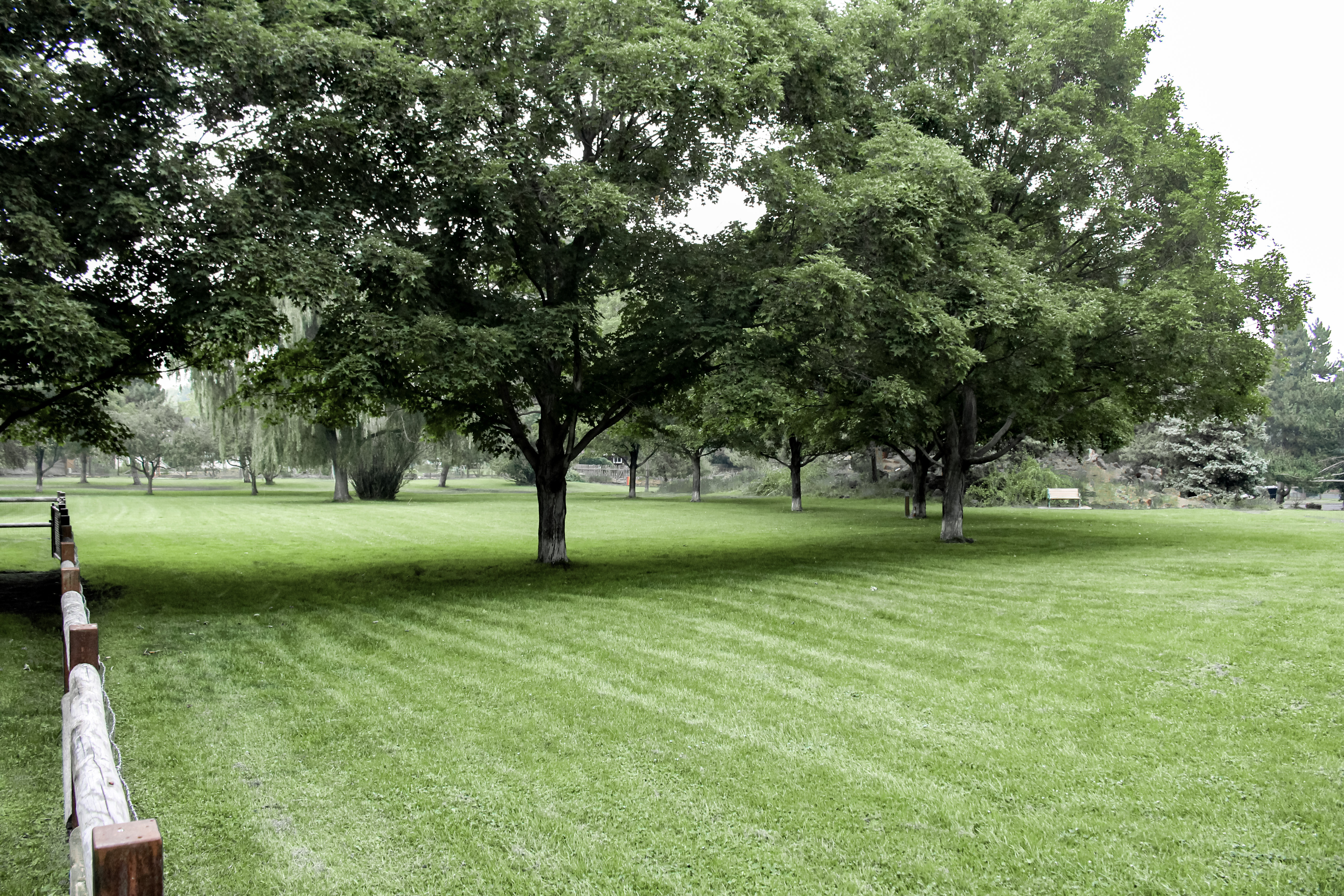 open lawn under mature trees at hollinshead park