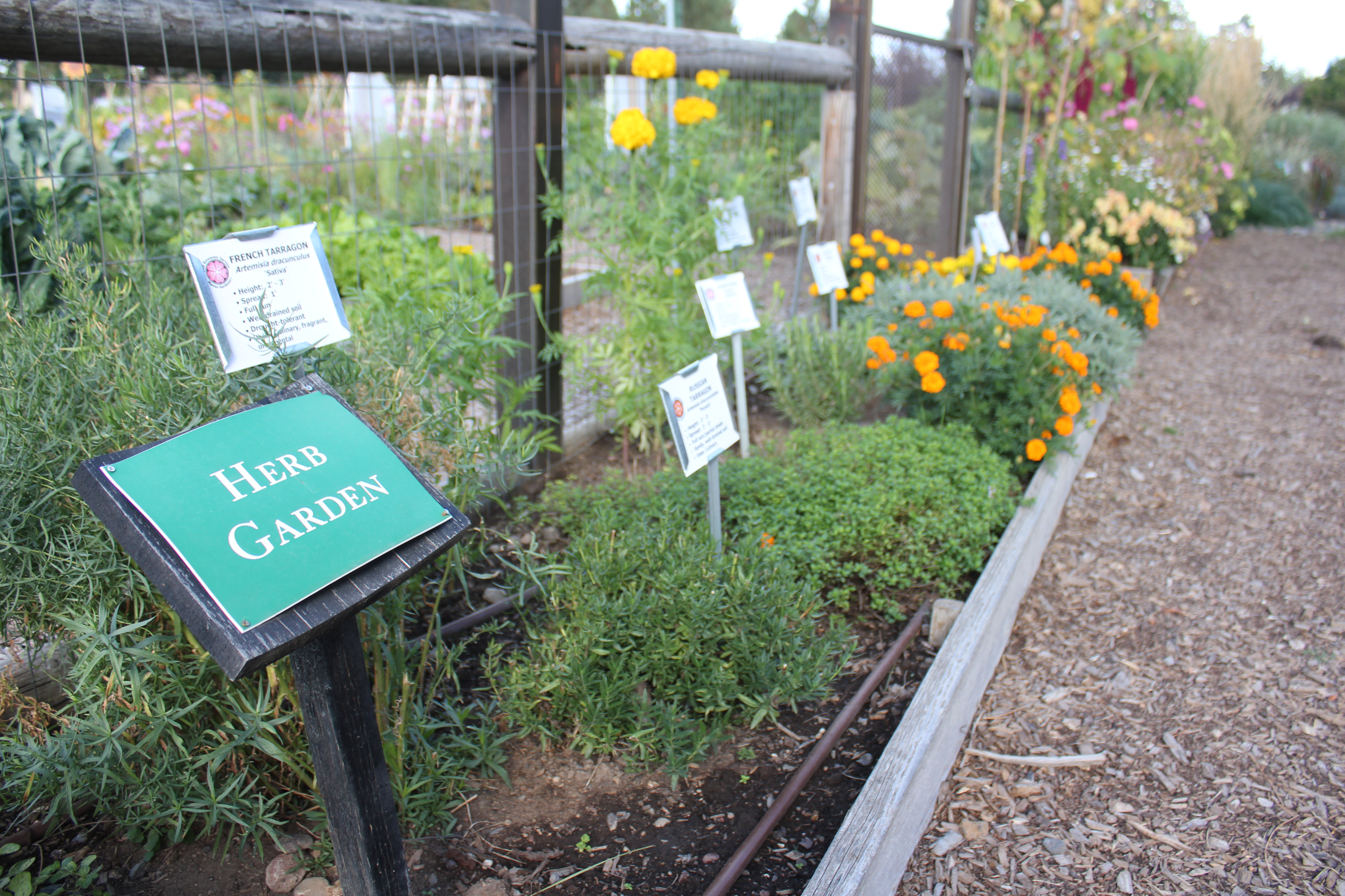 the community garden at hollinshead park