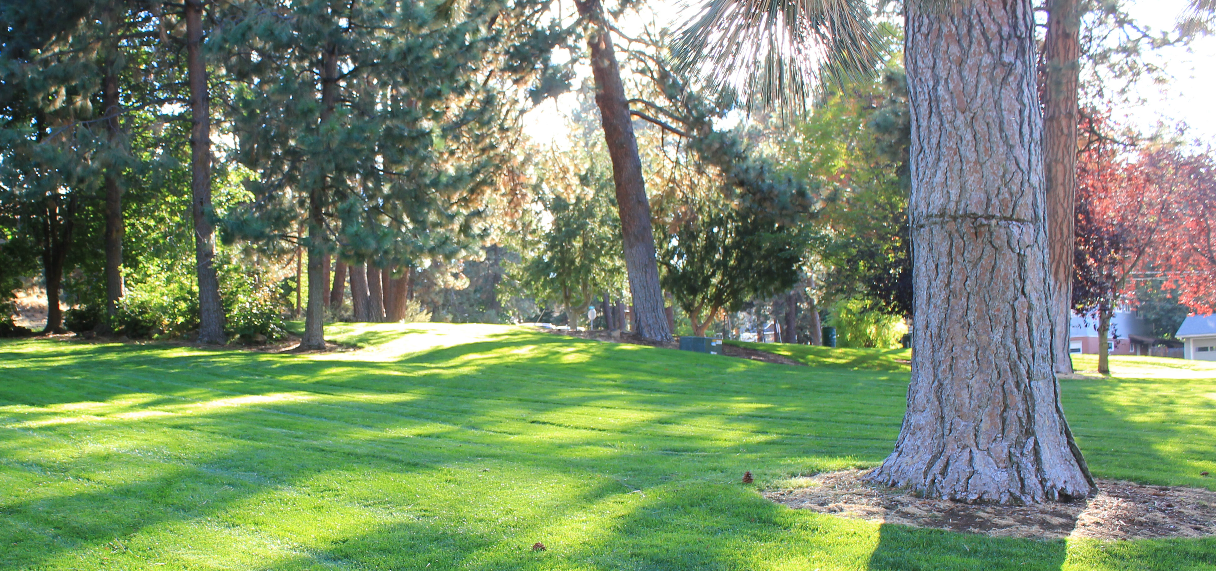 trees and a path at hollinshead park