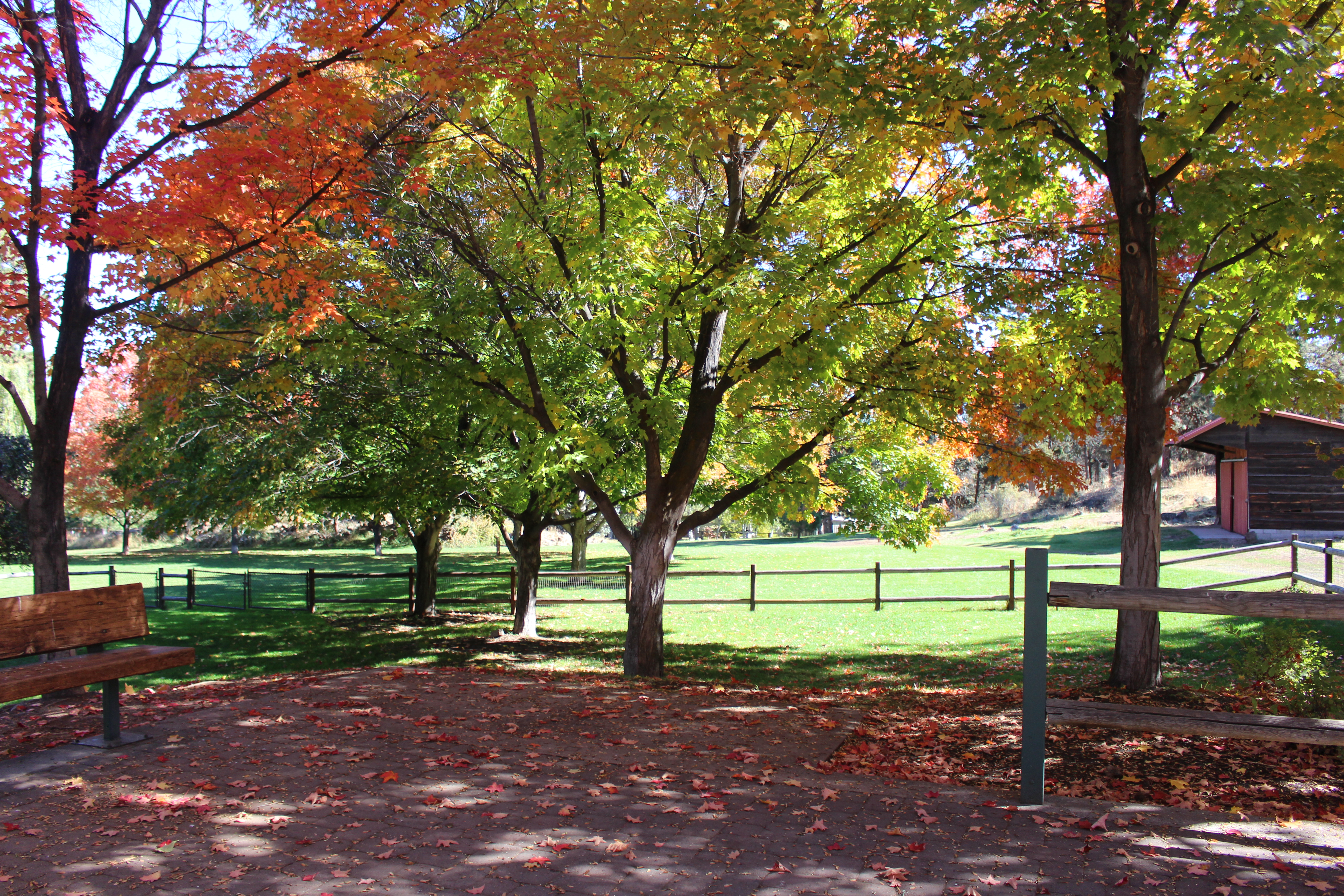 Fall trees at hollinshead park