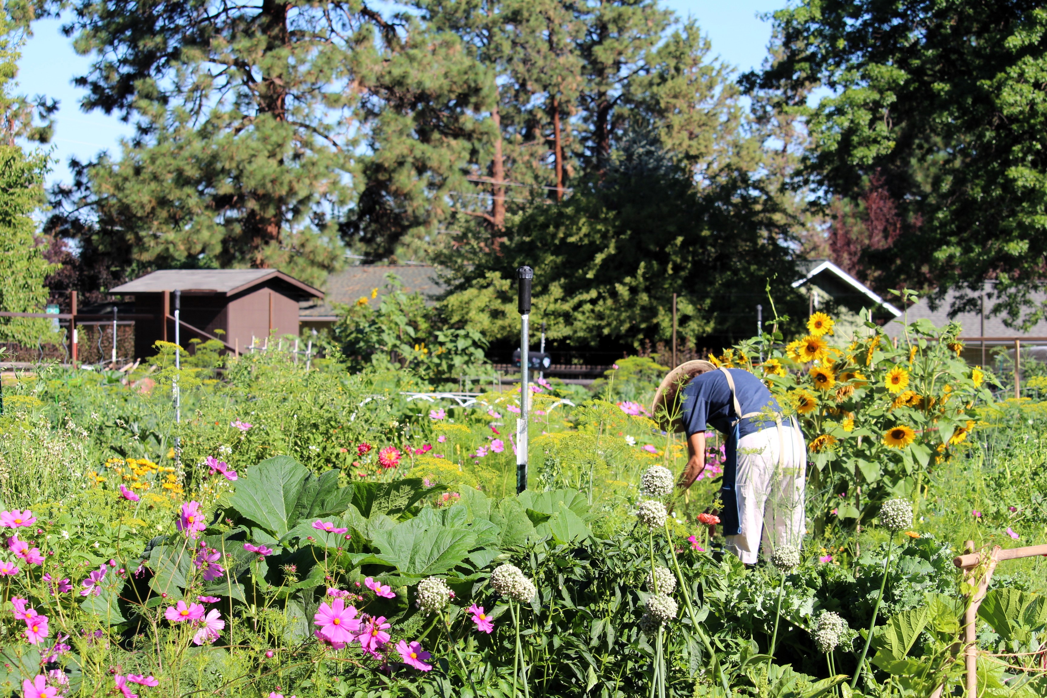 the community garden at hollinshead park