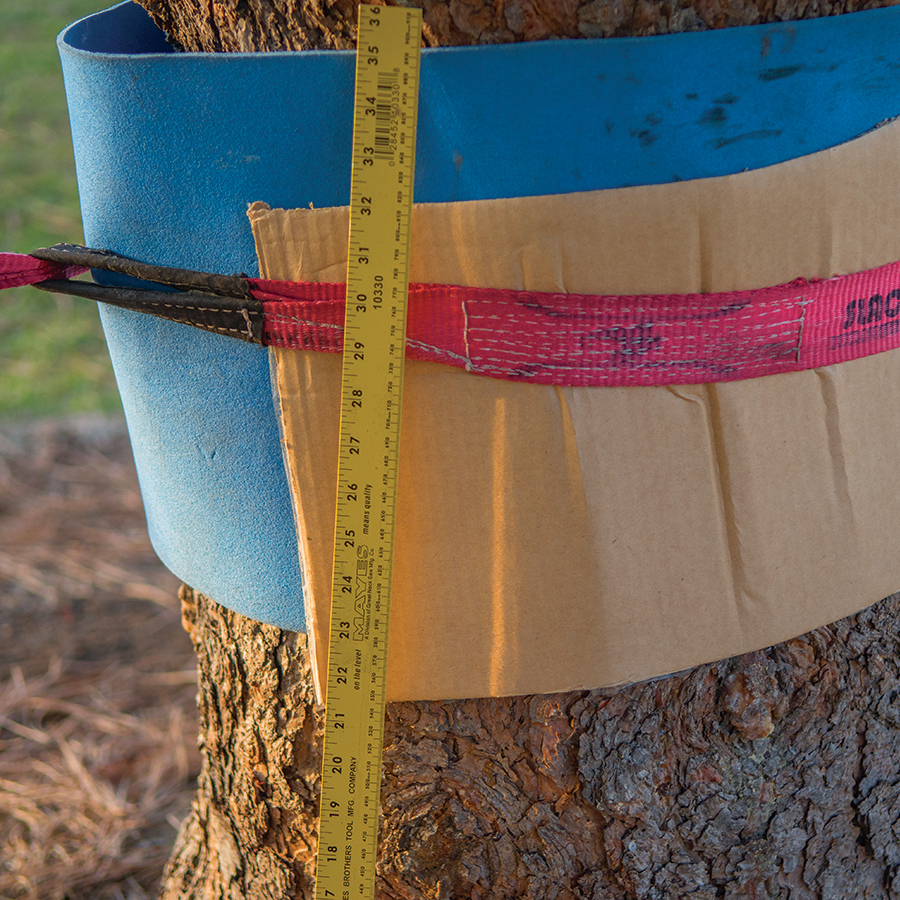 how to properly put a slackline on a tree