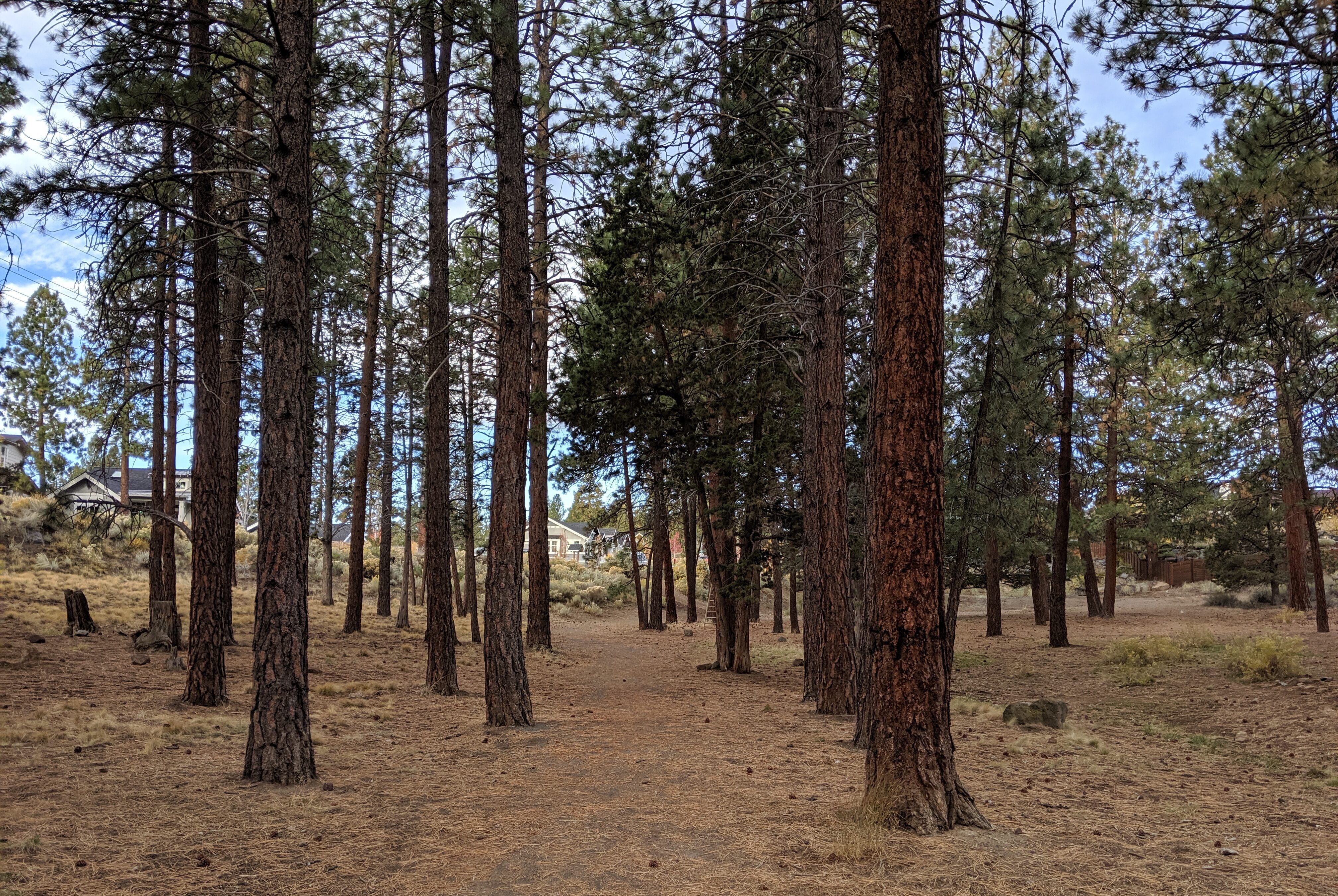 Ponderosa pines and natural are at sunset view park