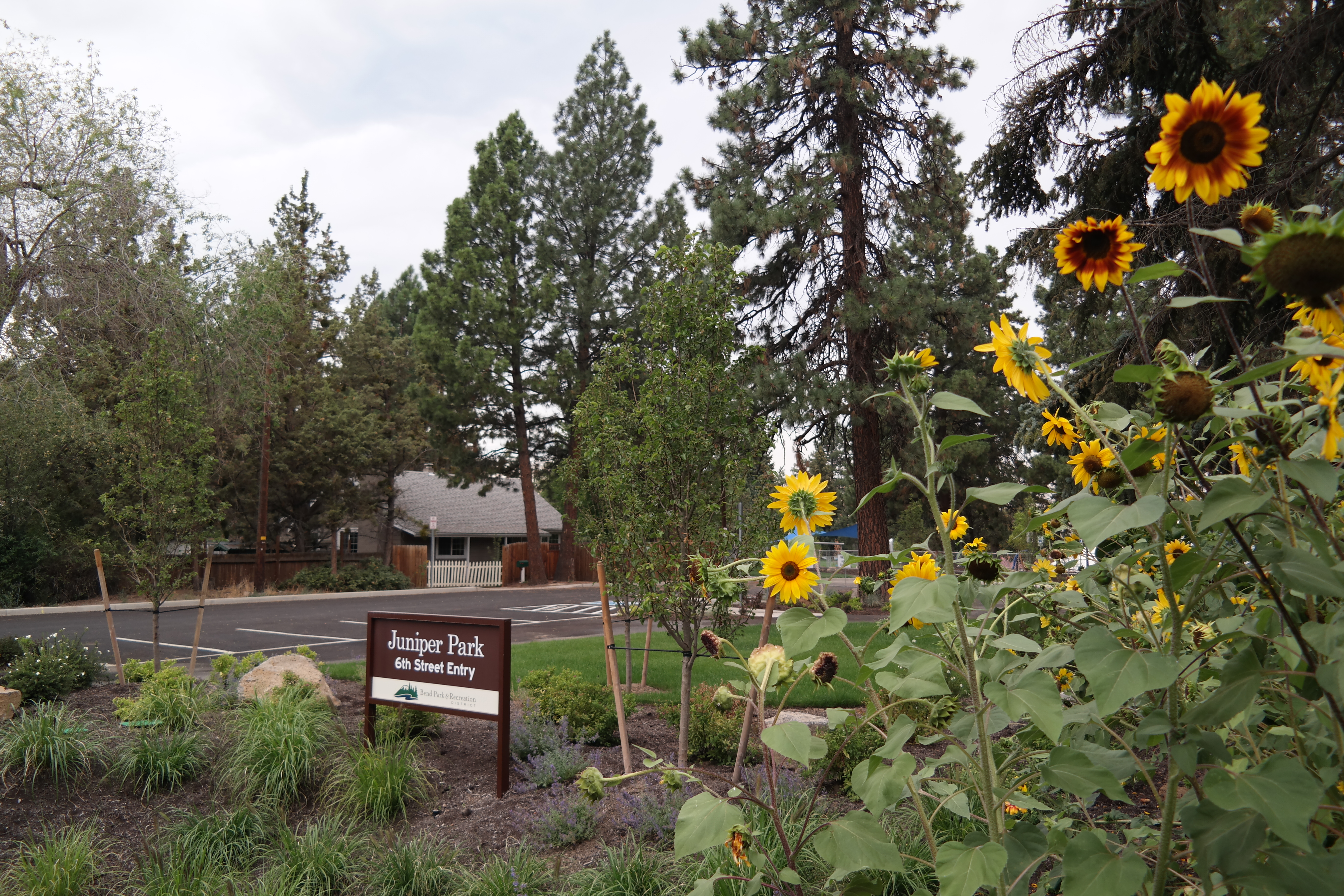 some sunflowers at juniper park