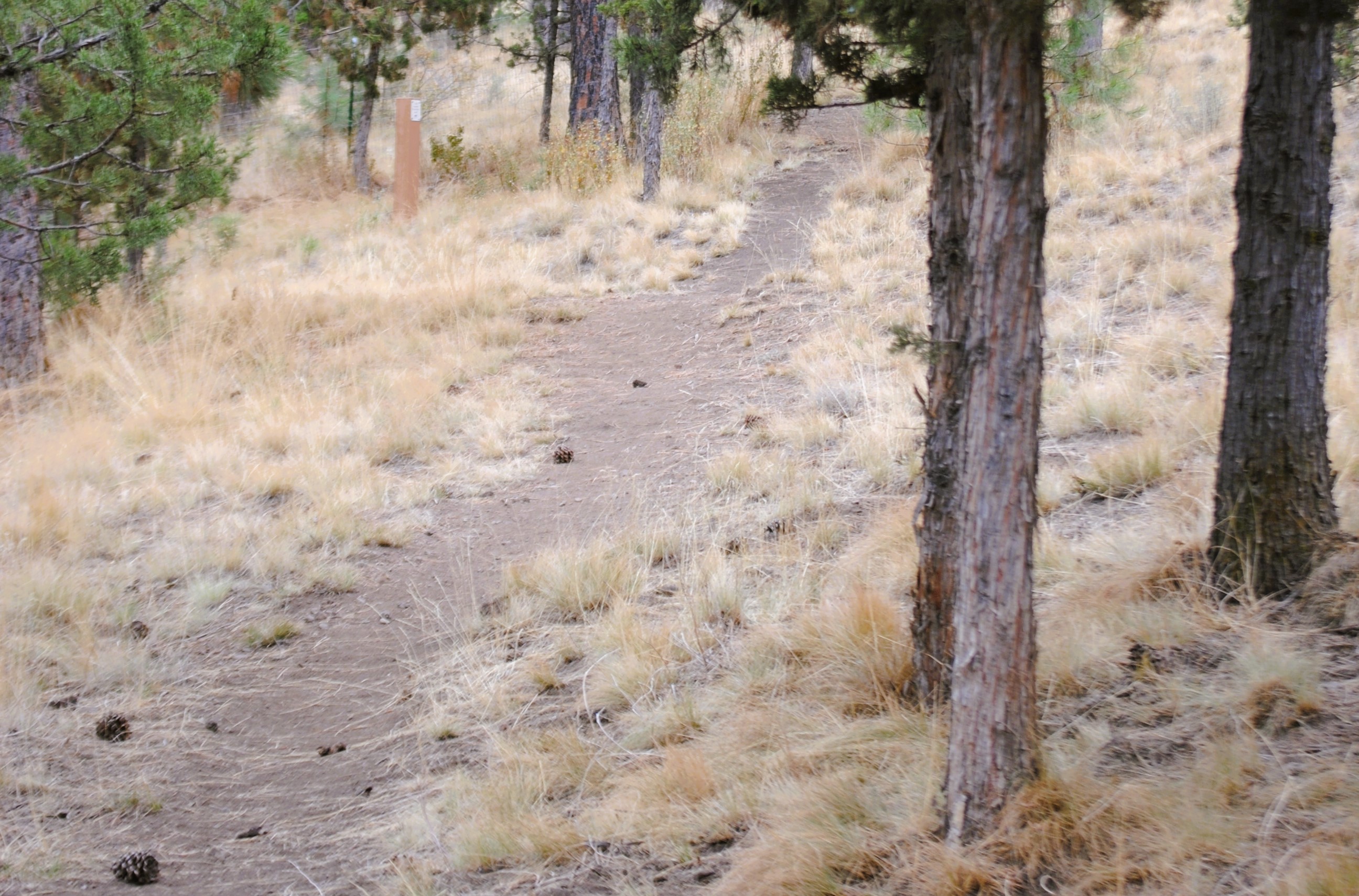 trail through the natural area at overturf park