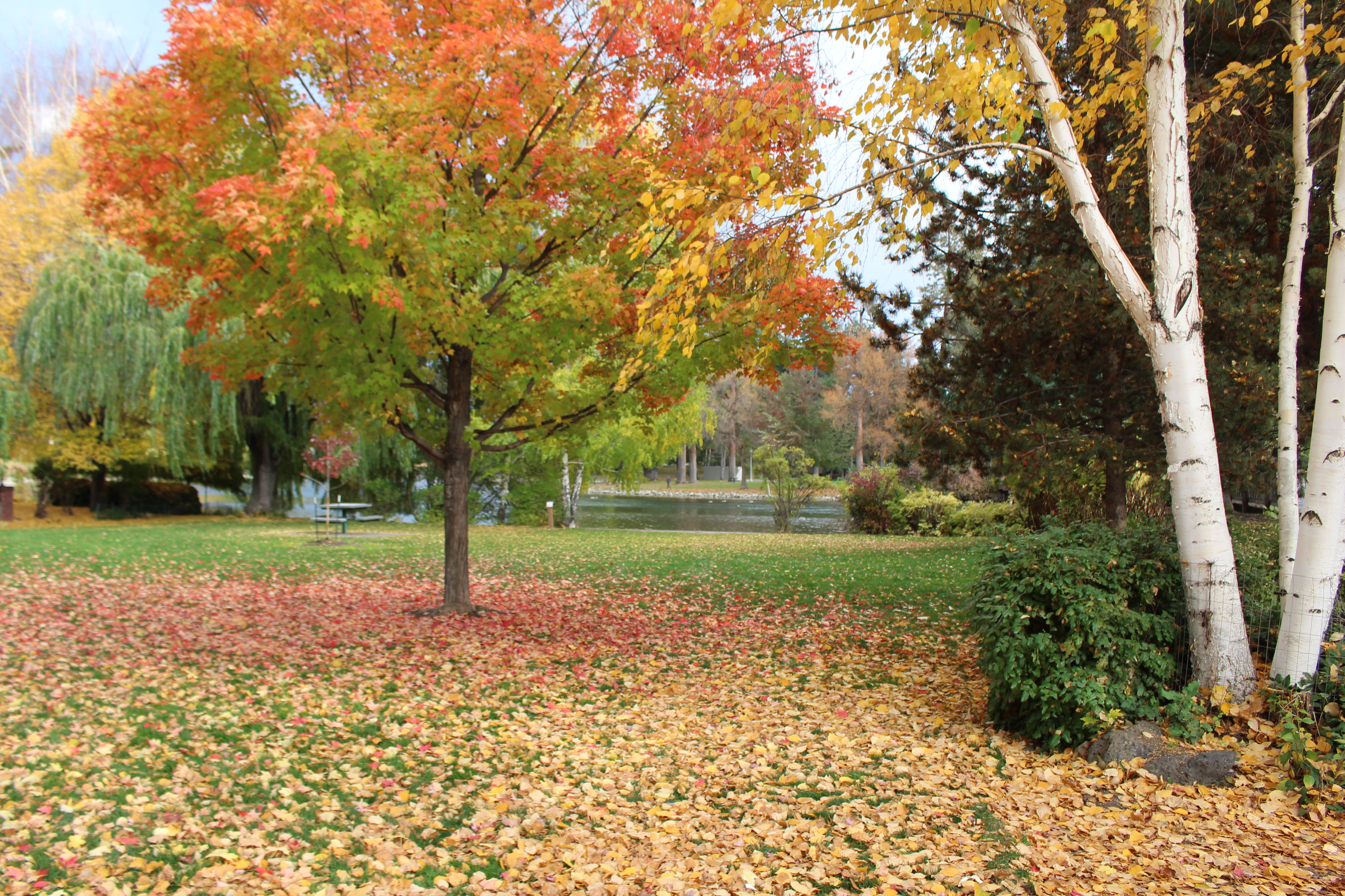 pageant park during fall