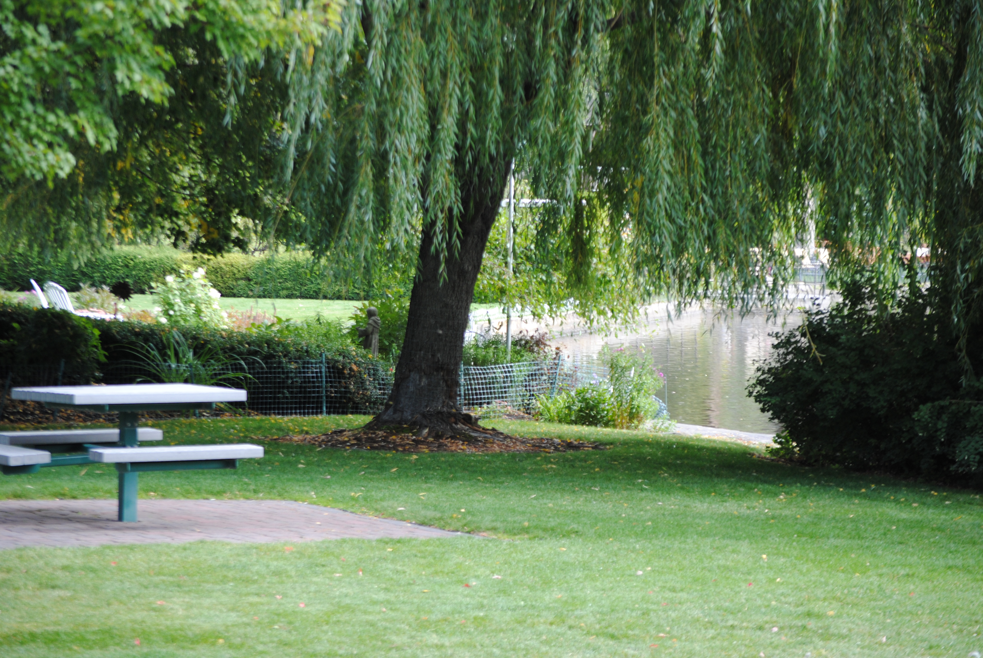a willow tree in pageant park