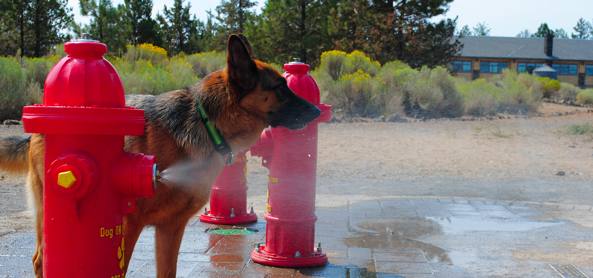 A dog cooling itself off at Pine Nursery Park.