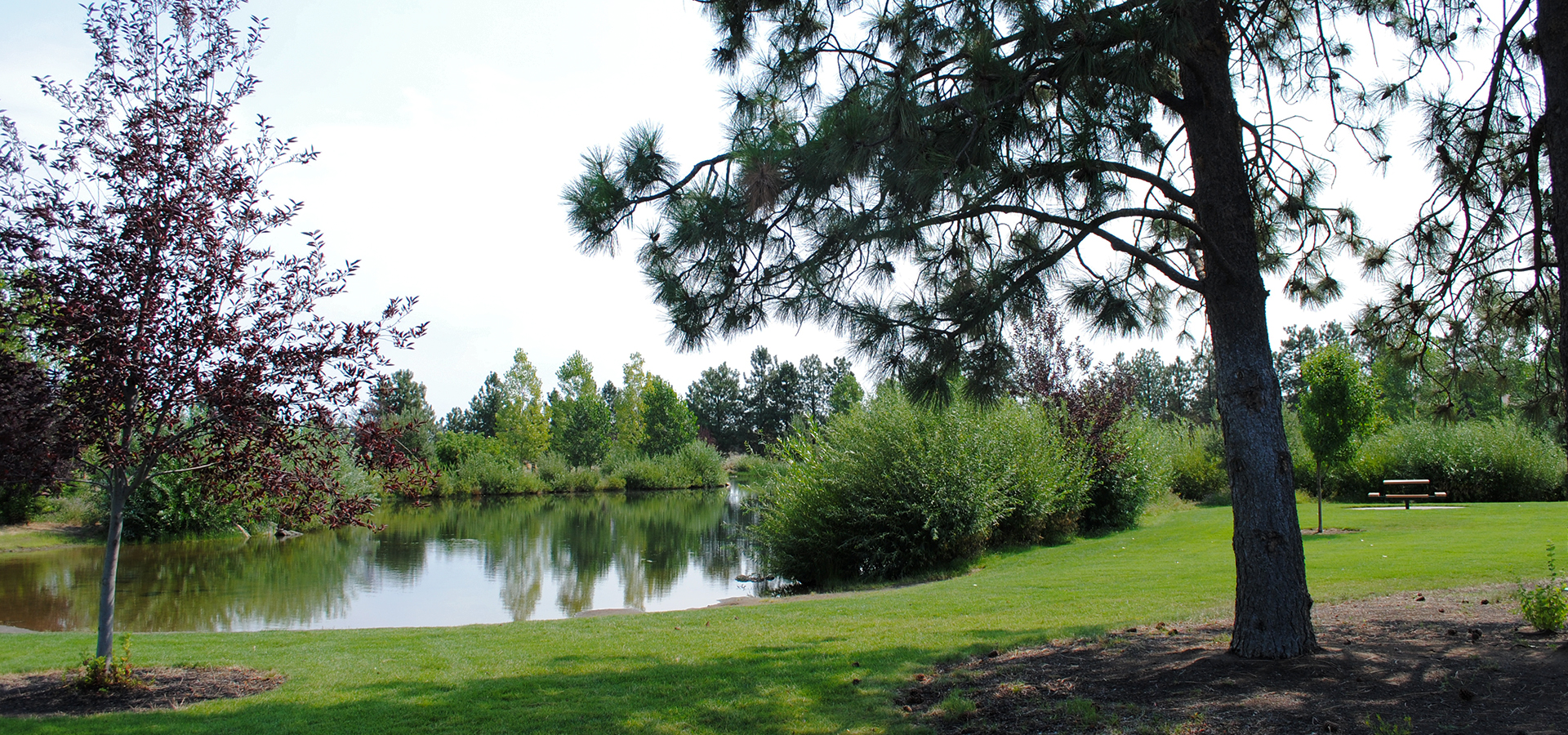 The pond at Pine Nursery.
