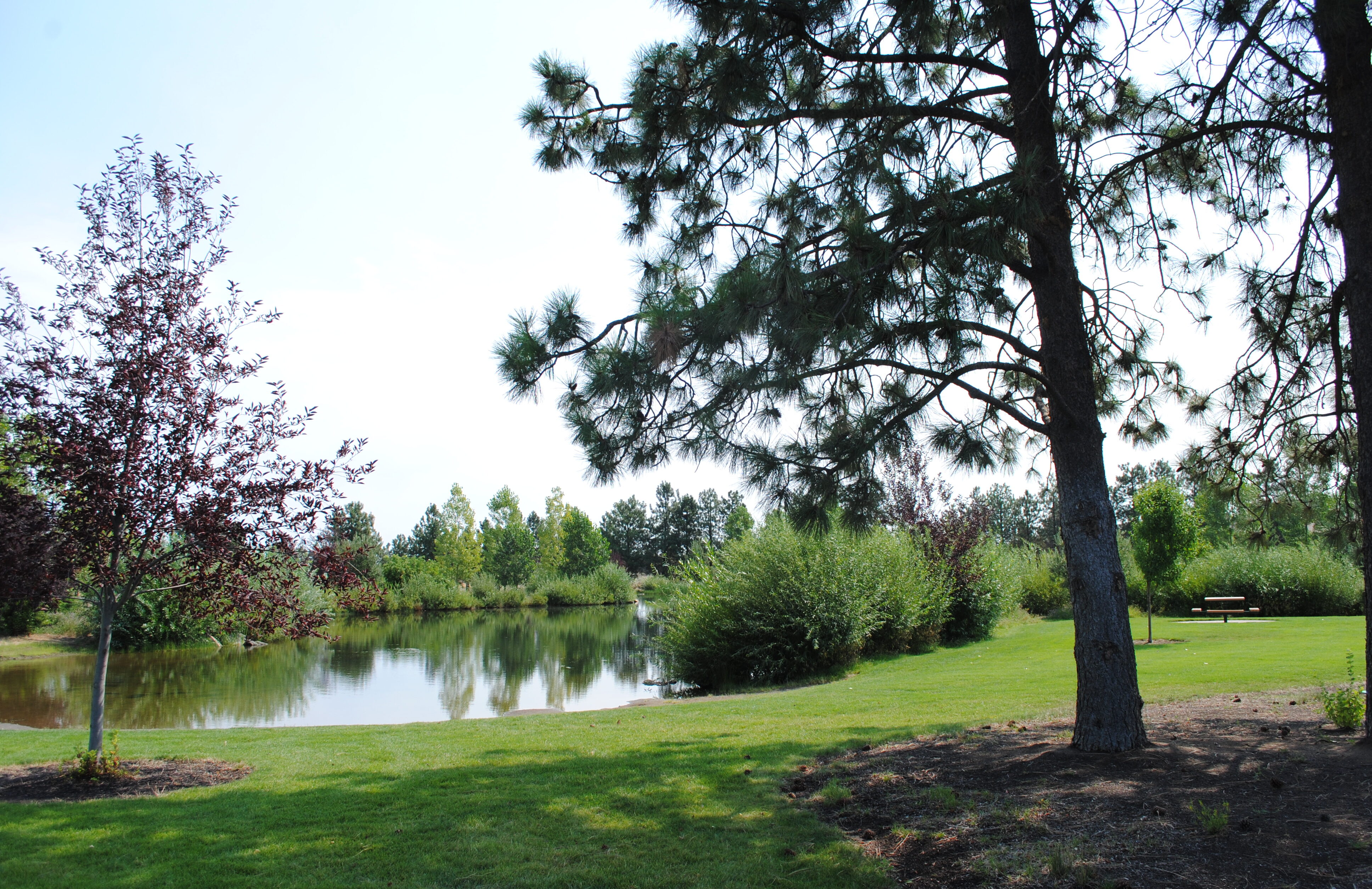 the fishing pond at pine nursery