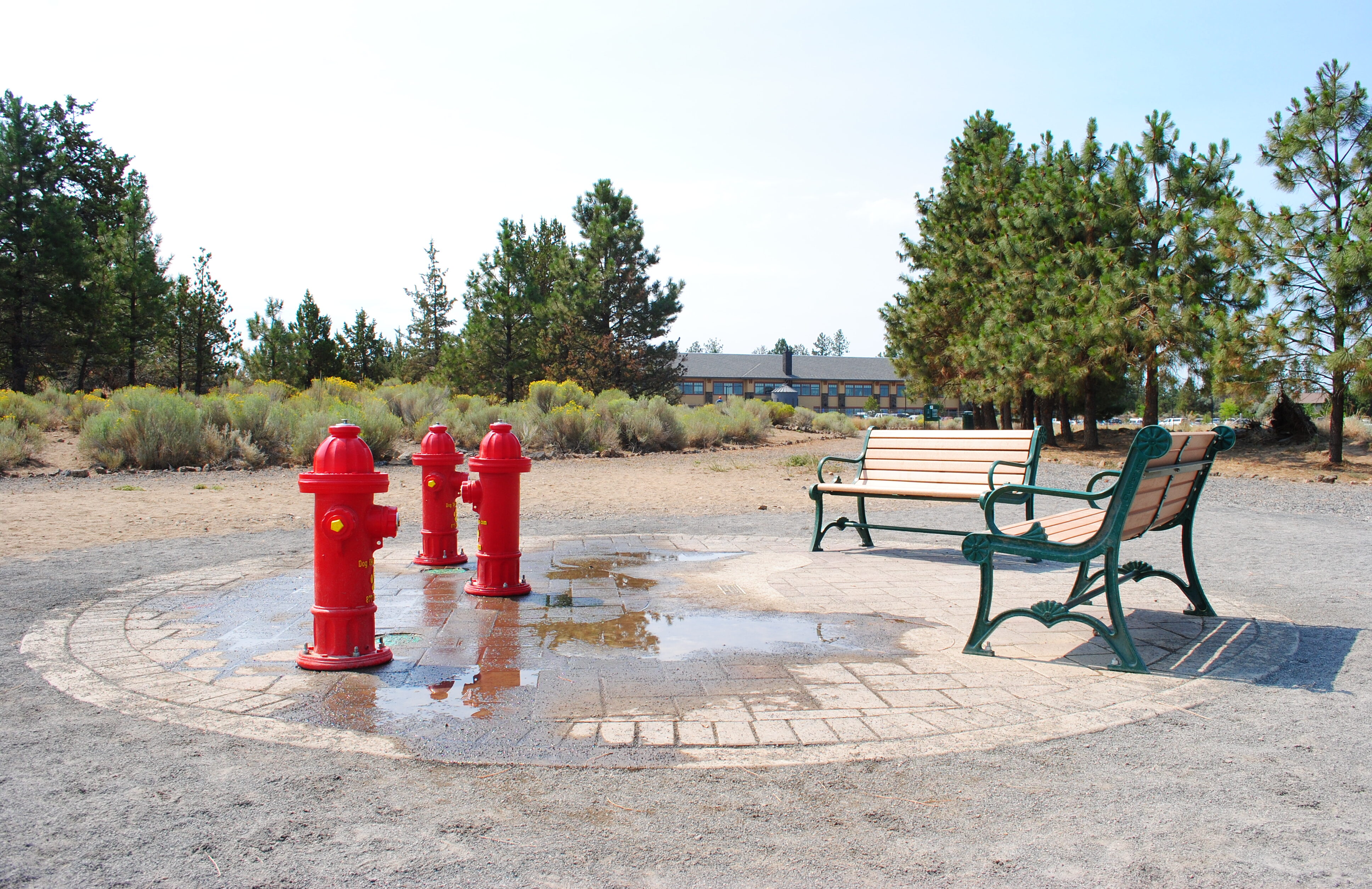 the off leash area at pine nursery