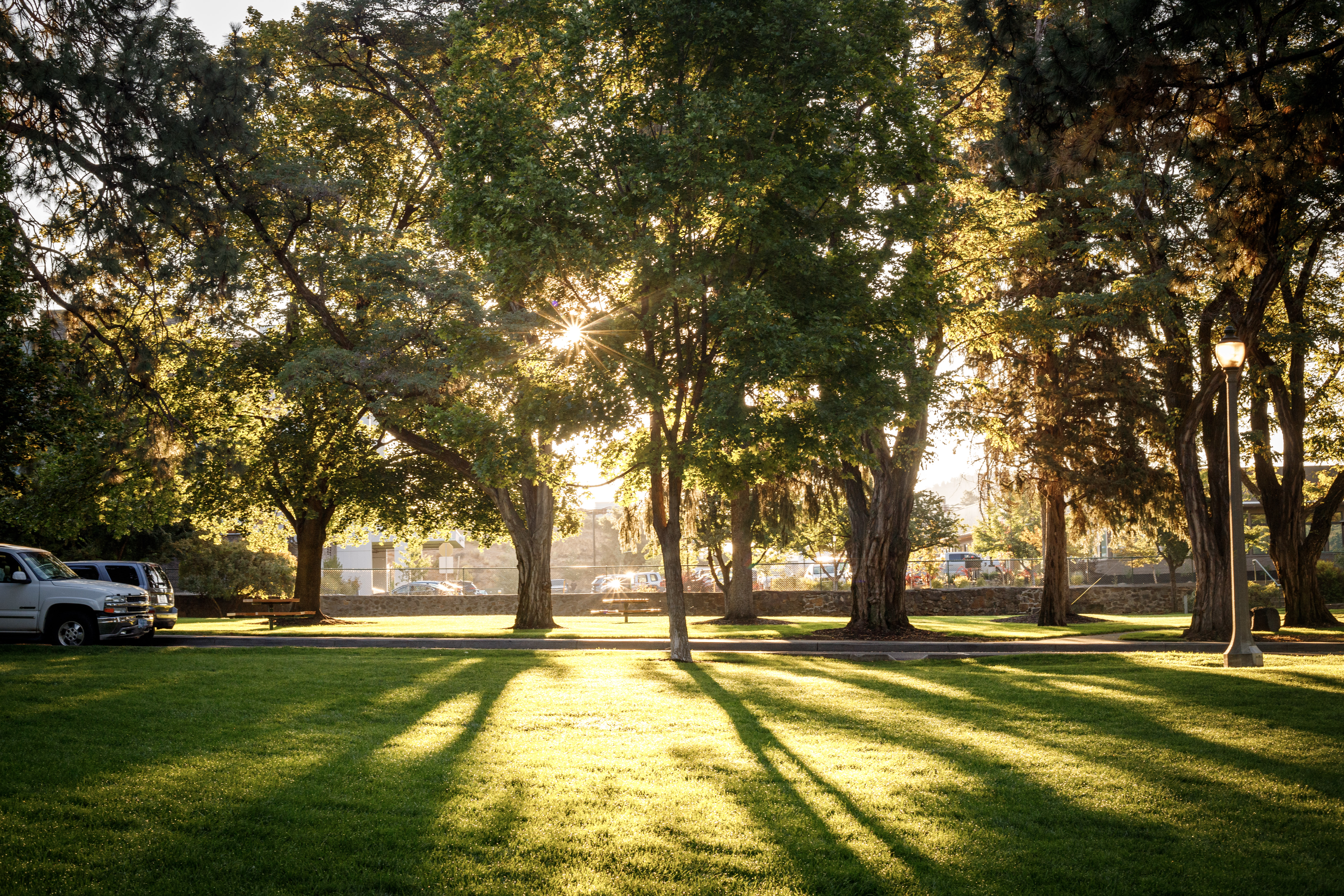 the sunrise glowing through the trees at pioneer park