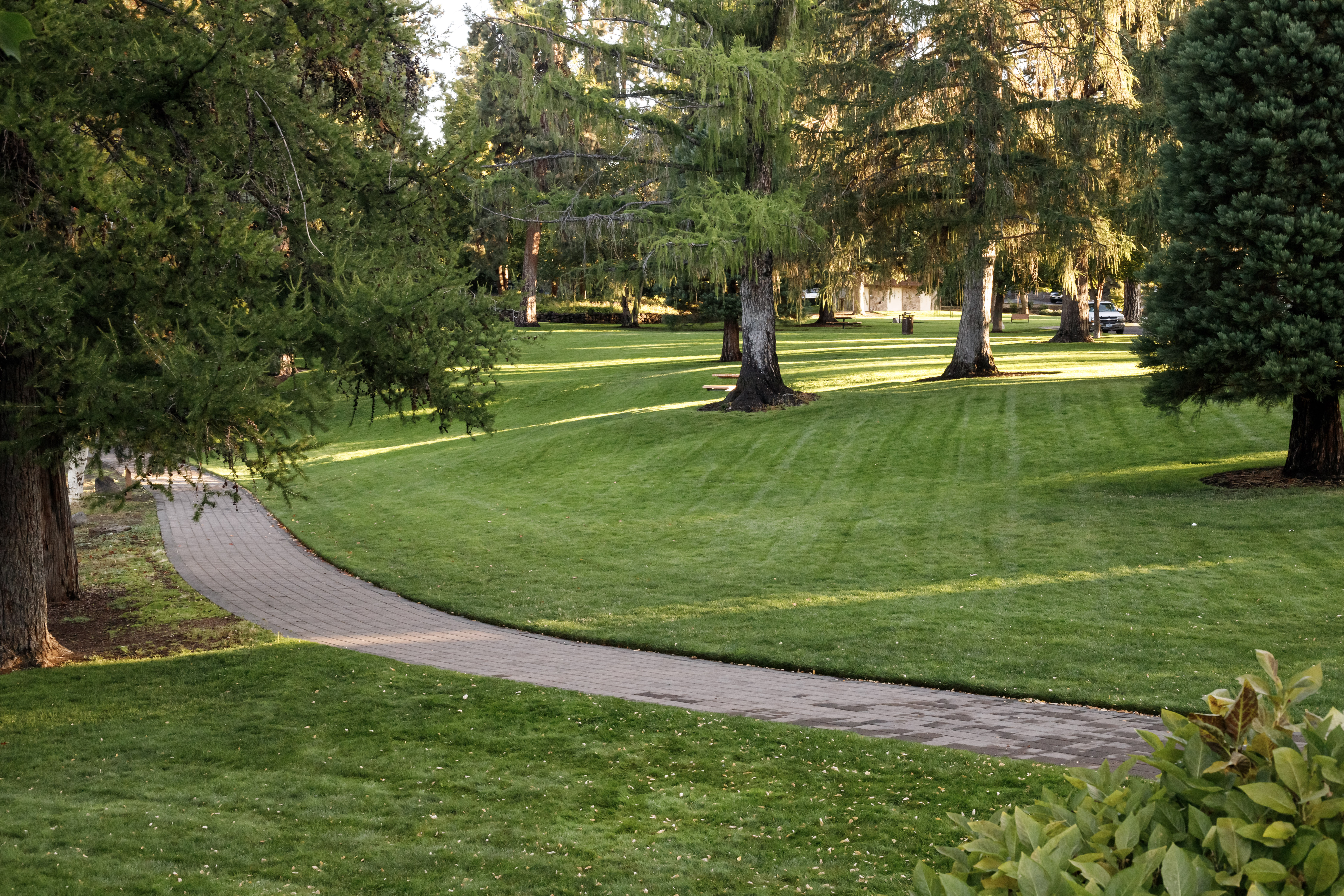 open lawn and trees at pioneer park