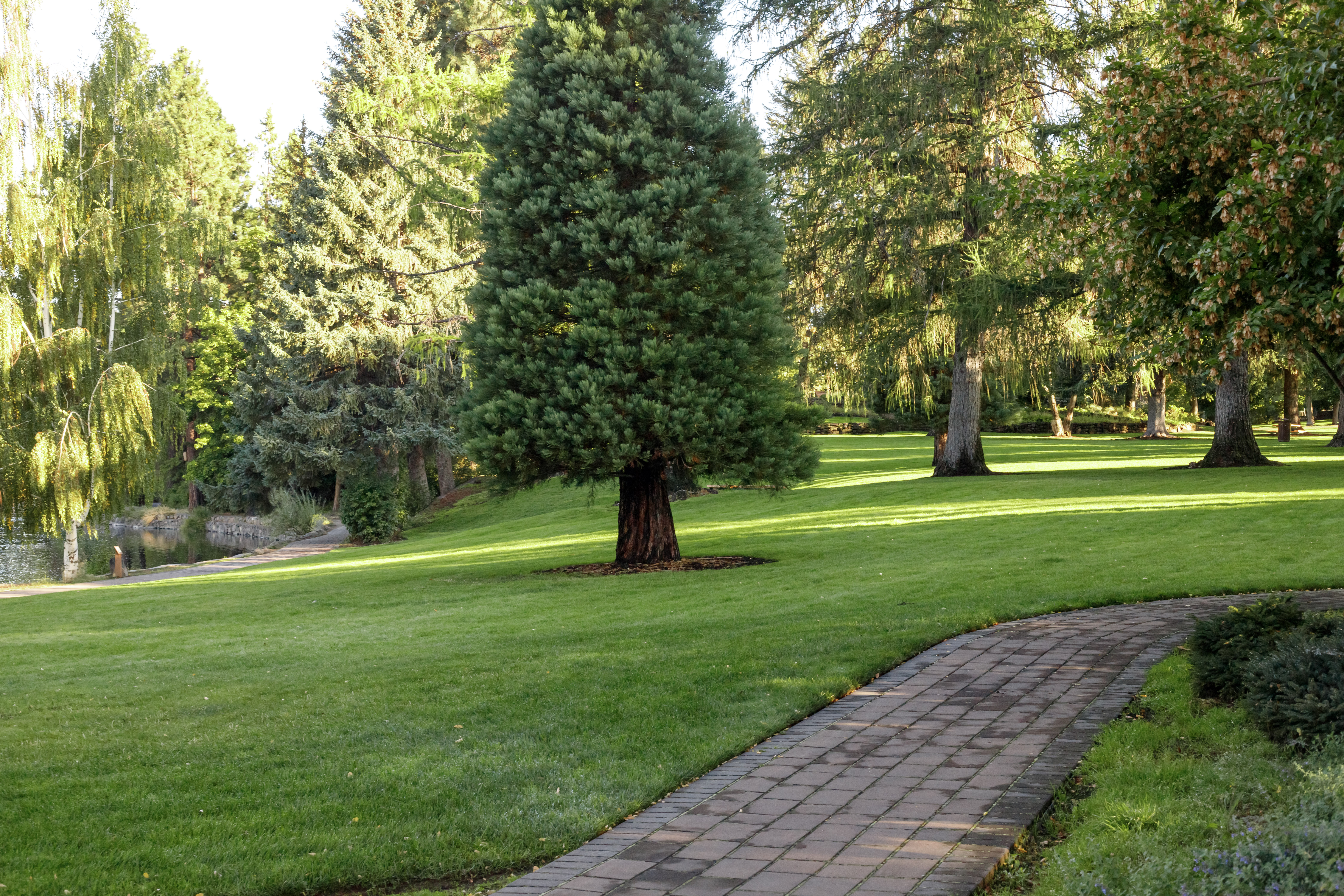 open lawn and trees at pioneer park