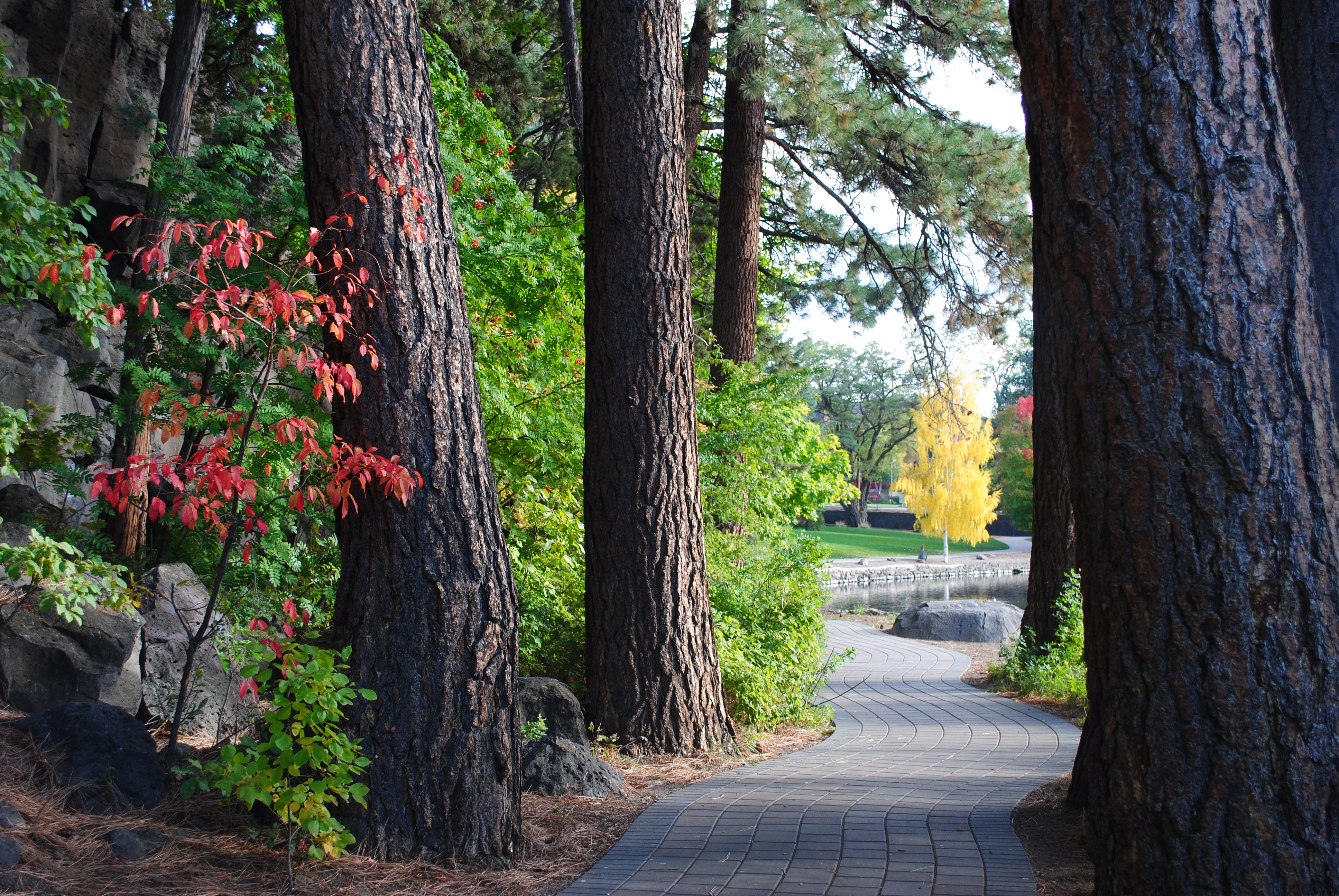 fall colors through the paved trail at pioneer park