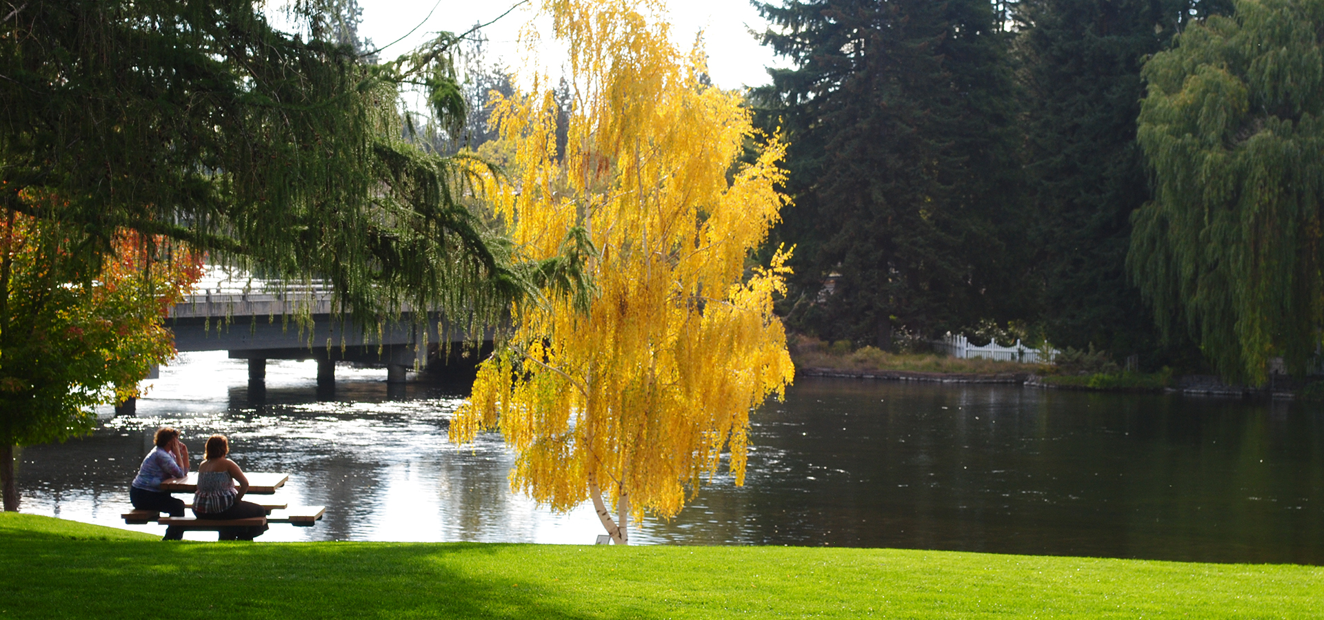 A colorful aspen tree at Pioneer Park.