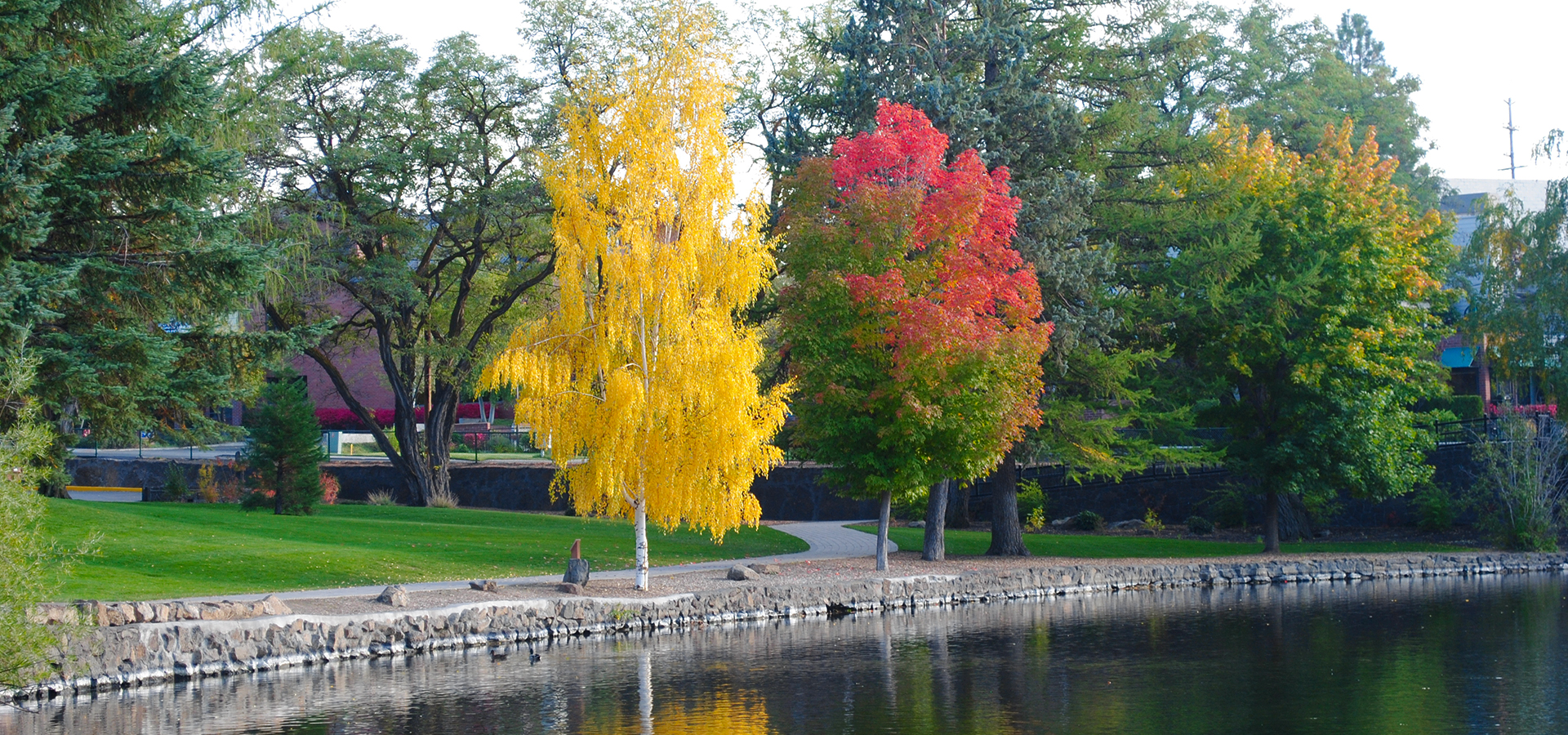 Colorful aspen trees at Pioneer Park.