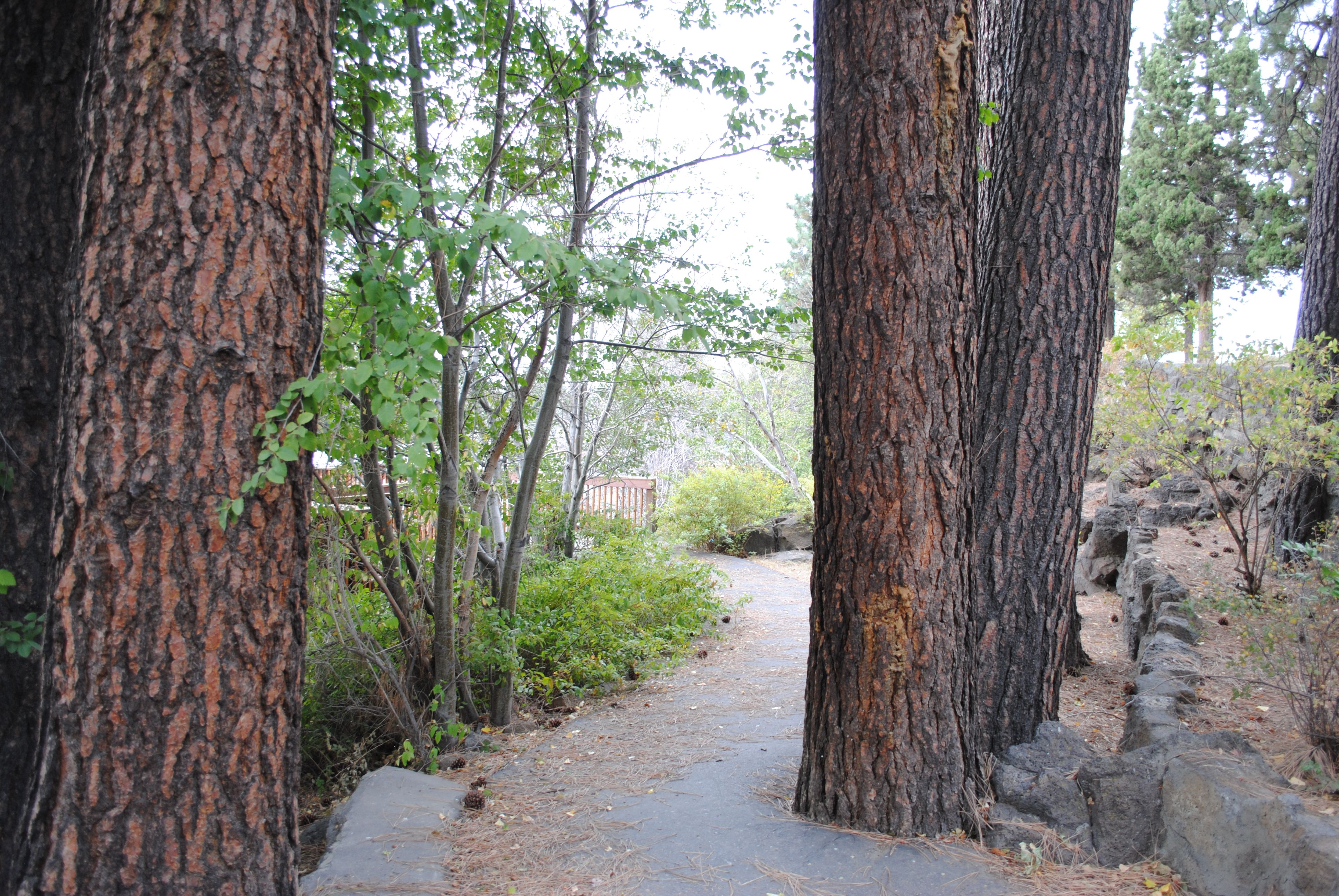 a pathway through mature trees at riverview park