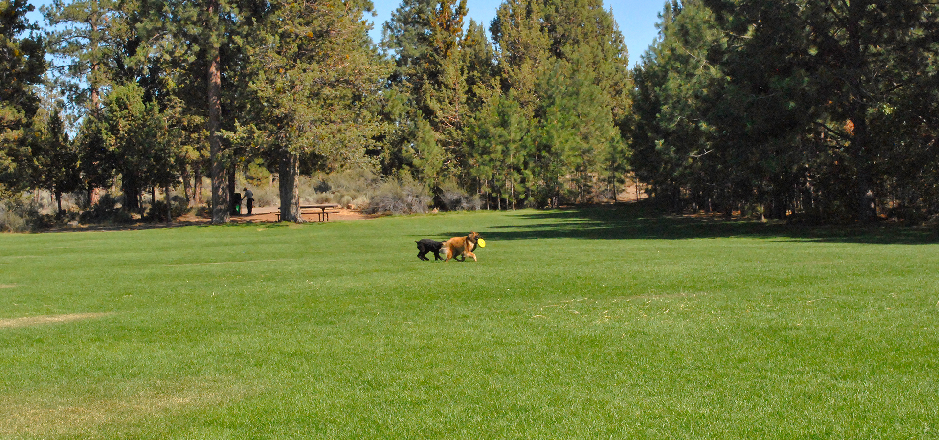 Two dogs playing in the open space at Sawyer Park.