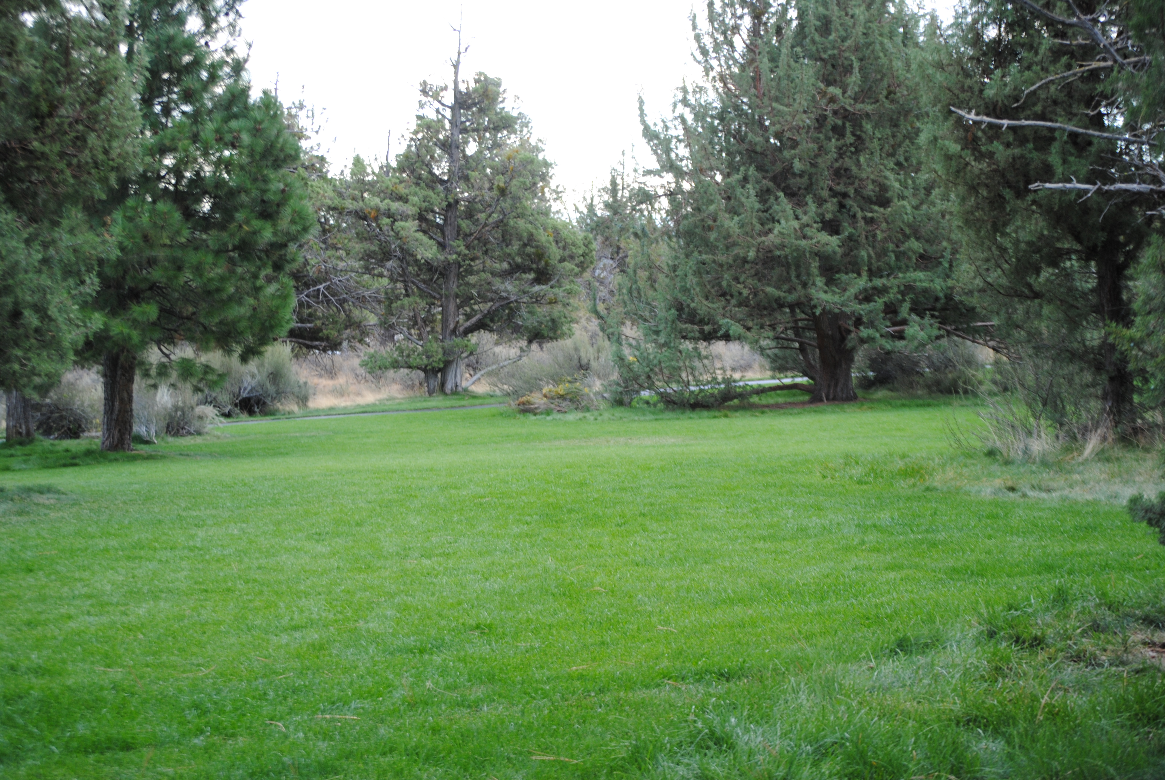 Open lawn at Sawyer Uplands
