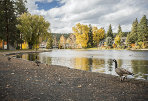 Bend Park and Recreation Geese Management at Drake Park