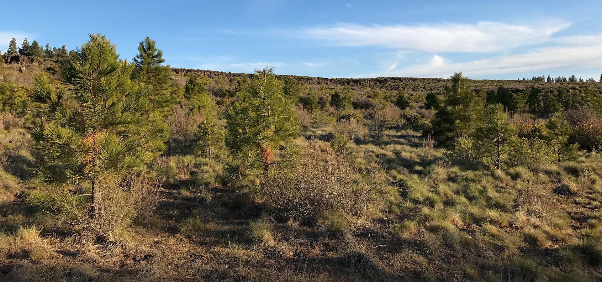 Open space at Shevlin Park.