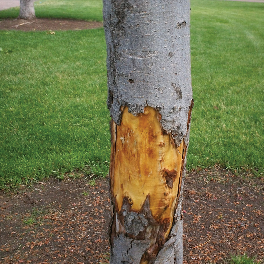 slackline damage to a tree