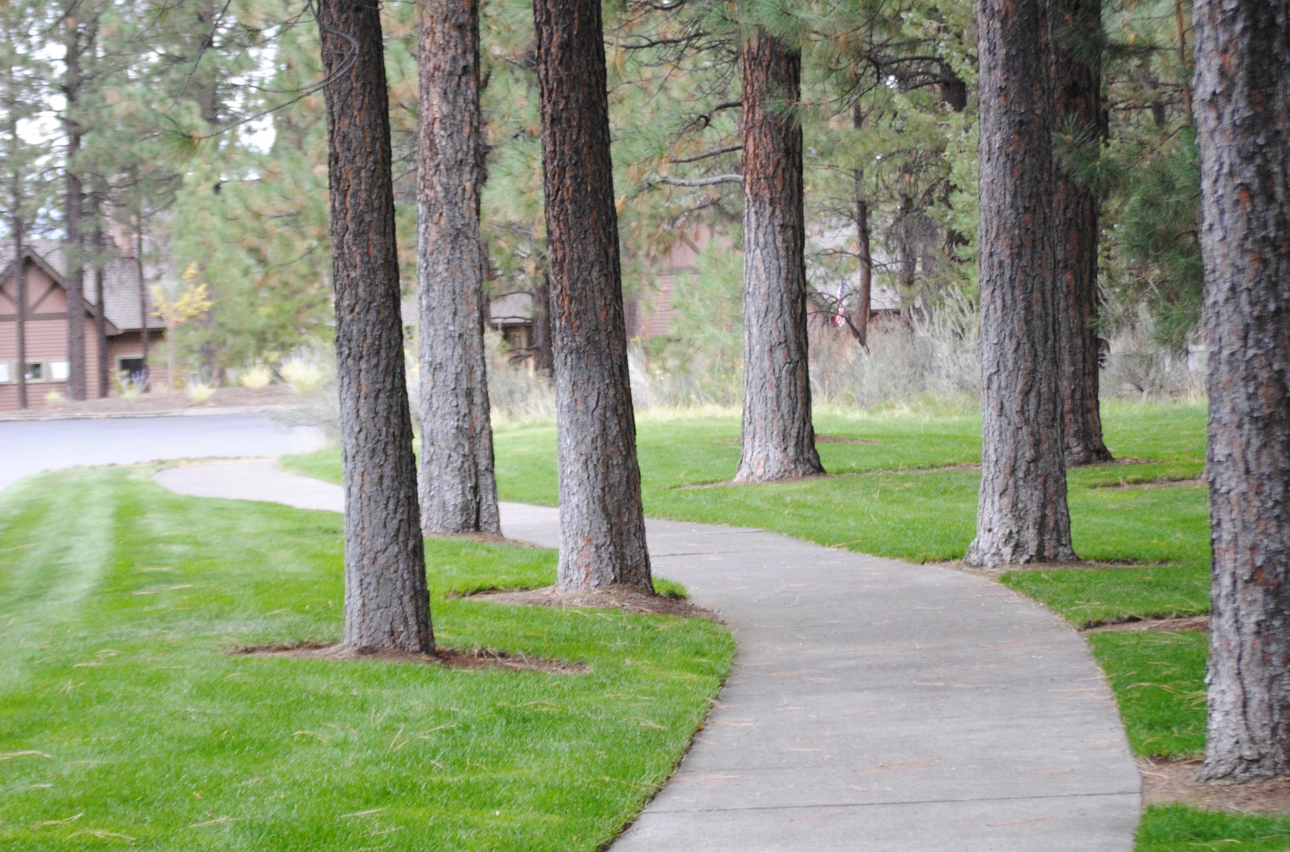 a paved pathway through the trees at sylvan park