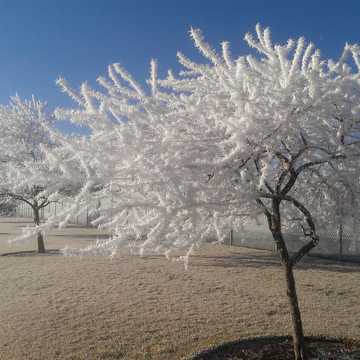 A frost-covered tree at Big Sky Park.