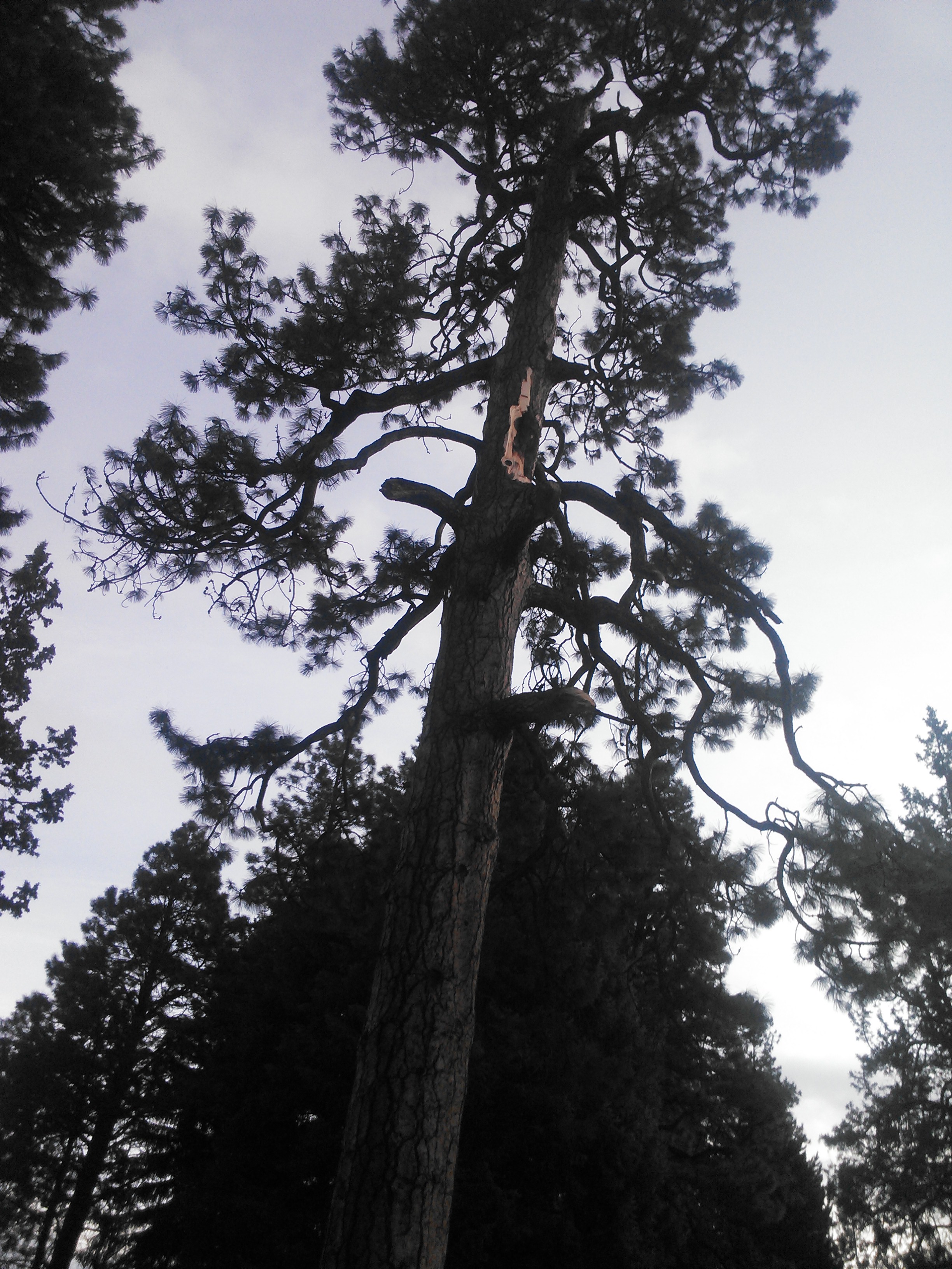 a hazardous ponderosa pine ready to be felled