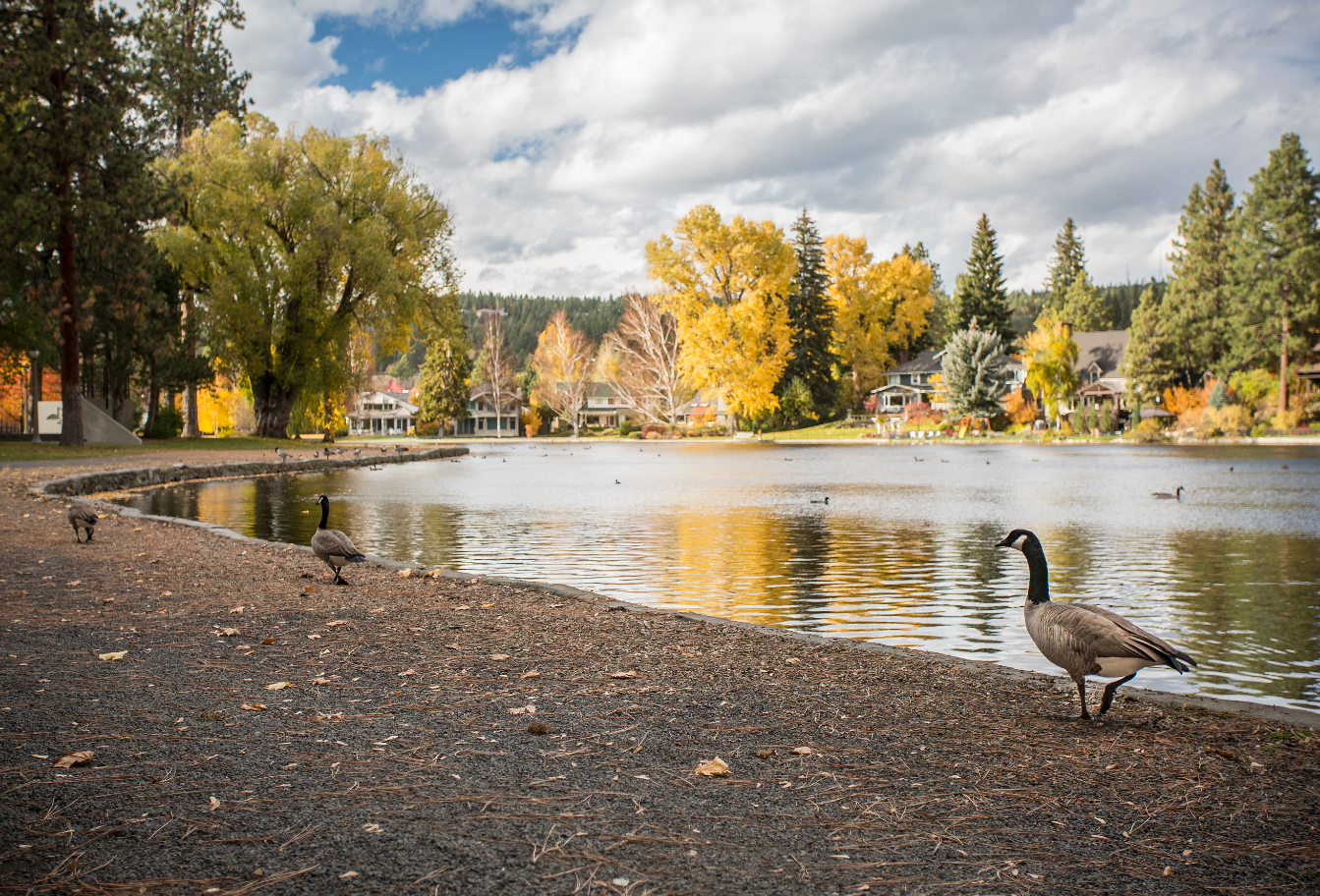 Some geese on the banks of Mirror Pond in the fall.