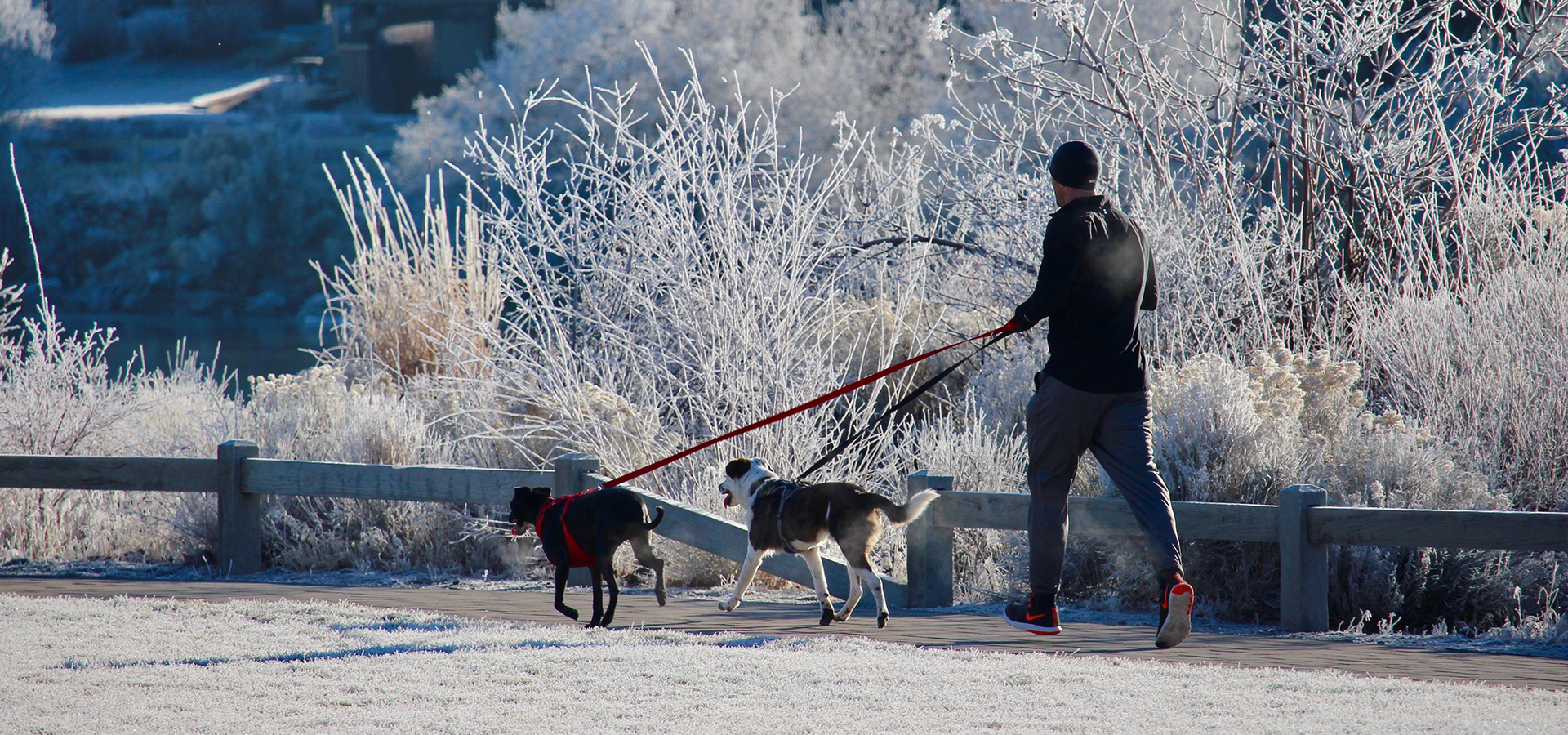 A man running with two dogs on a frosty morning at Riverbend Park.
