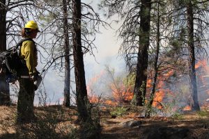 Shevlin Park controlled burn